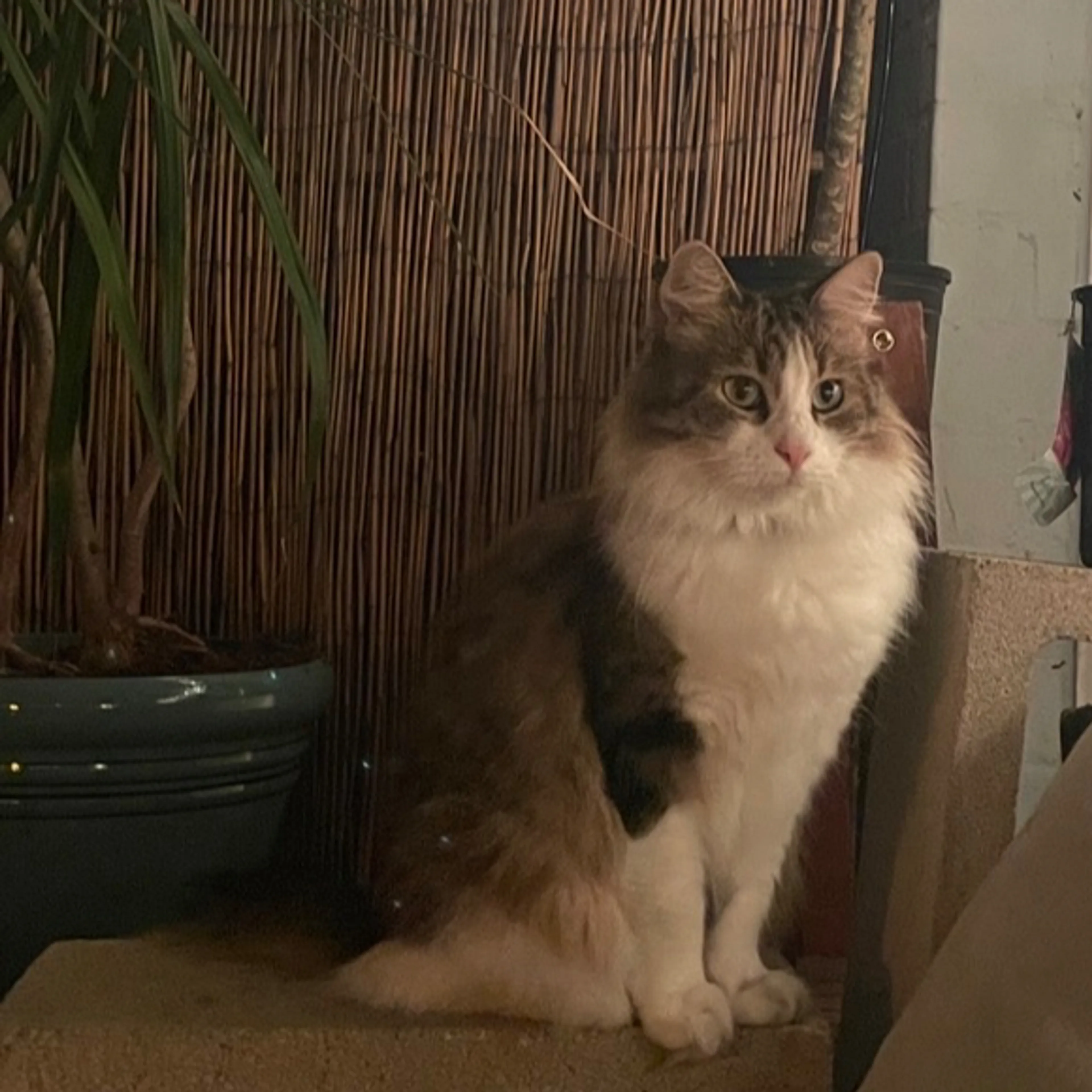 Lost pet-1