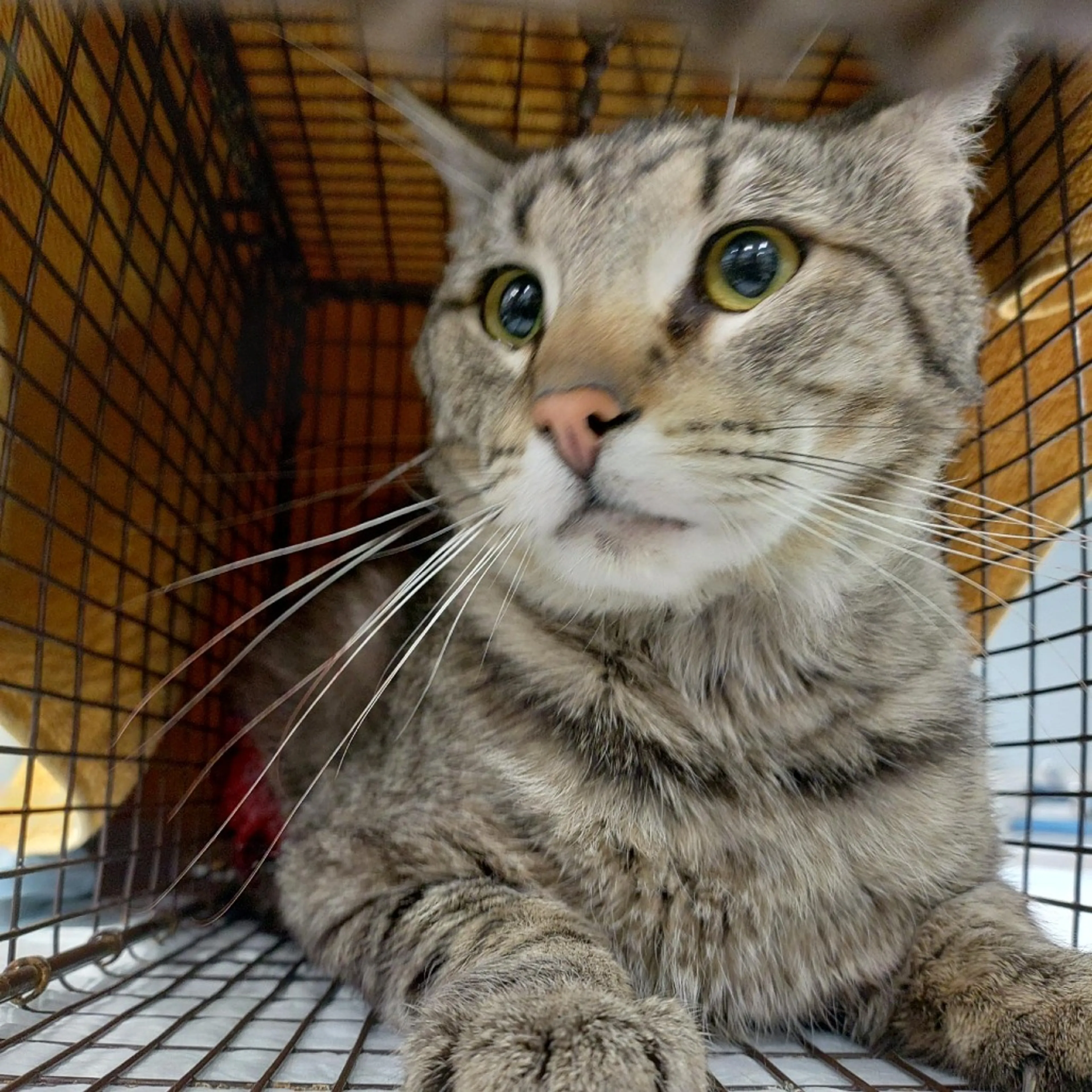 Found pet