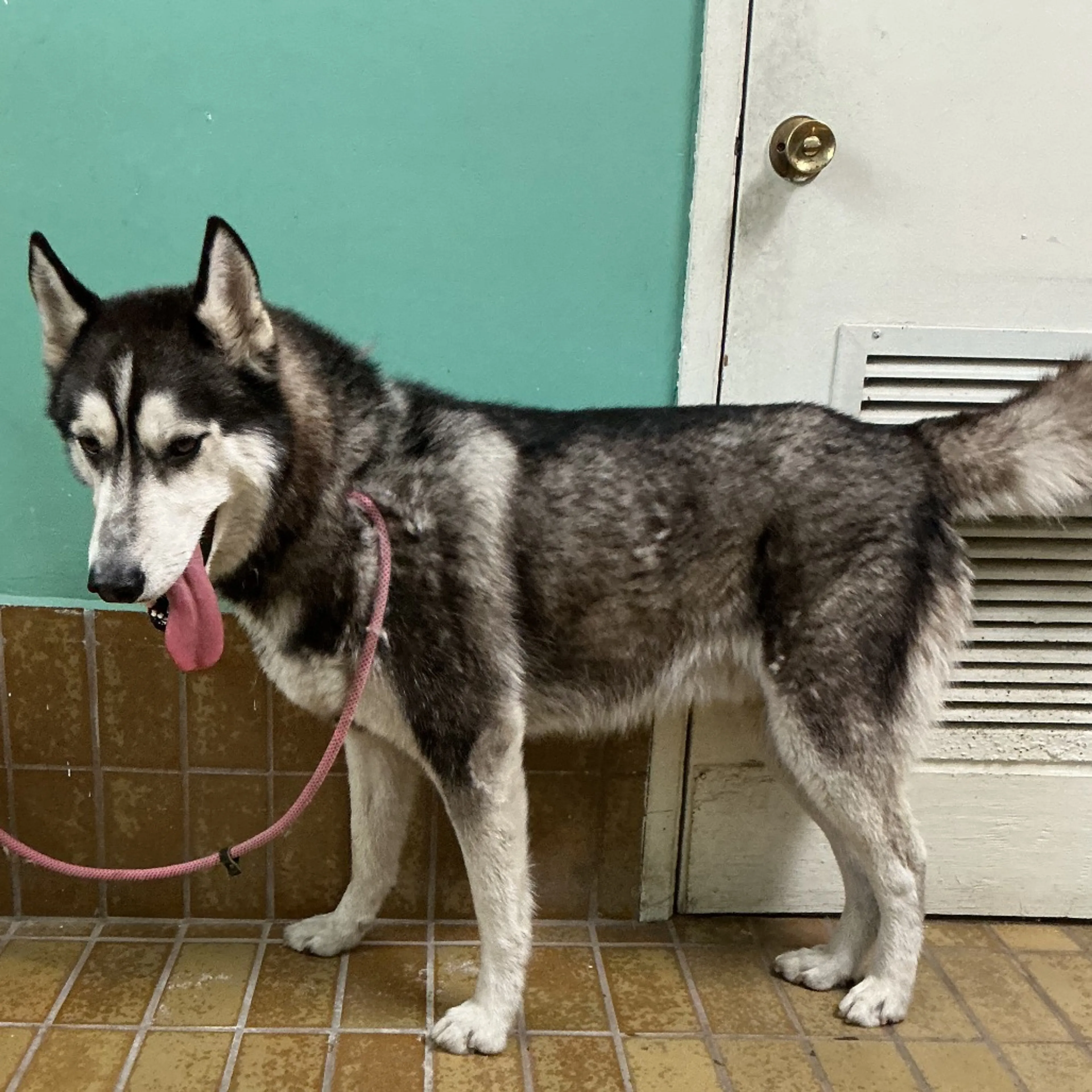 Found pet-1