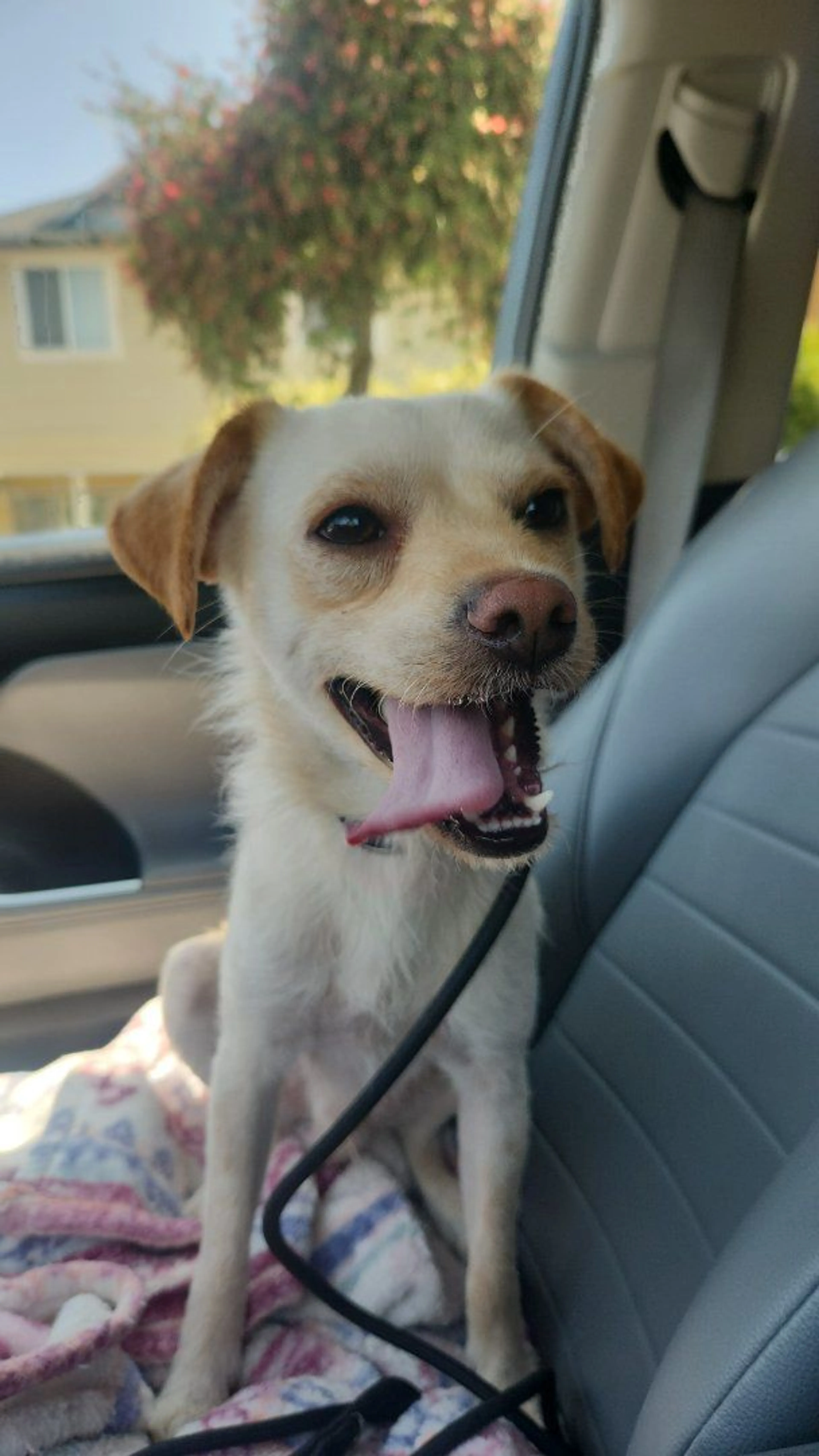 Lost pet-3