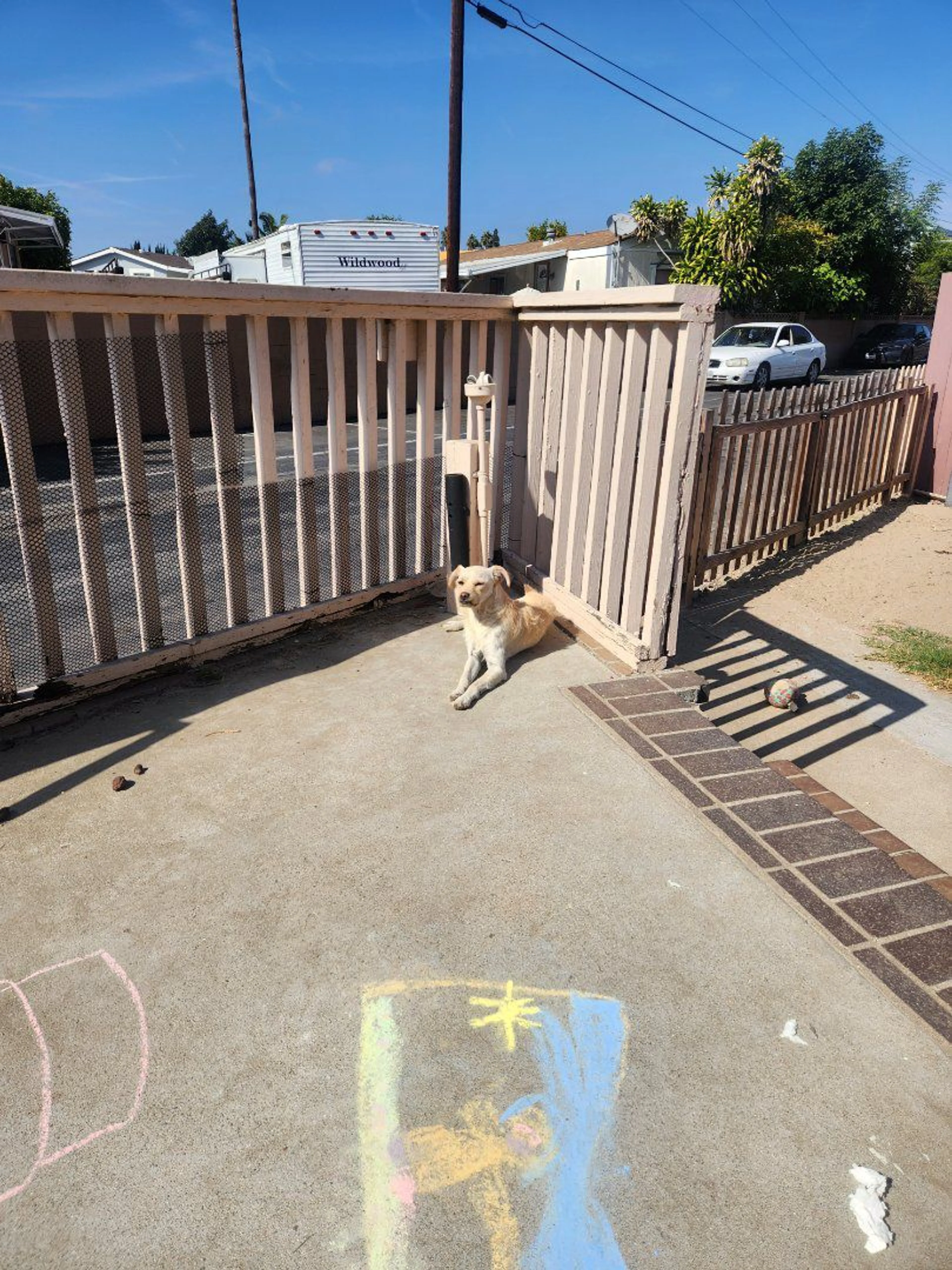 Lost pet-0