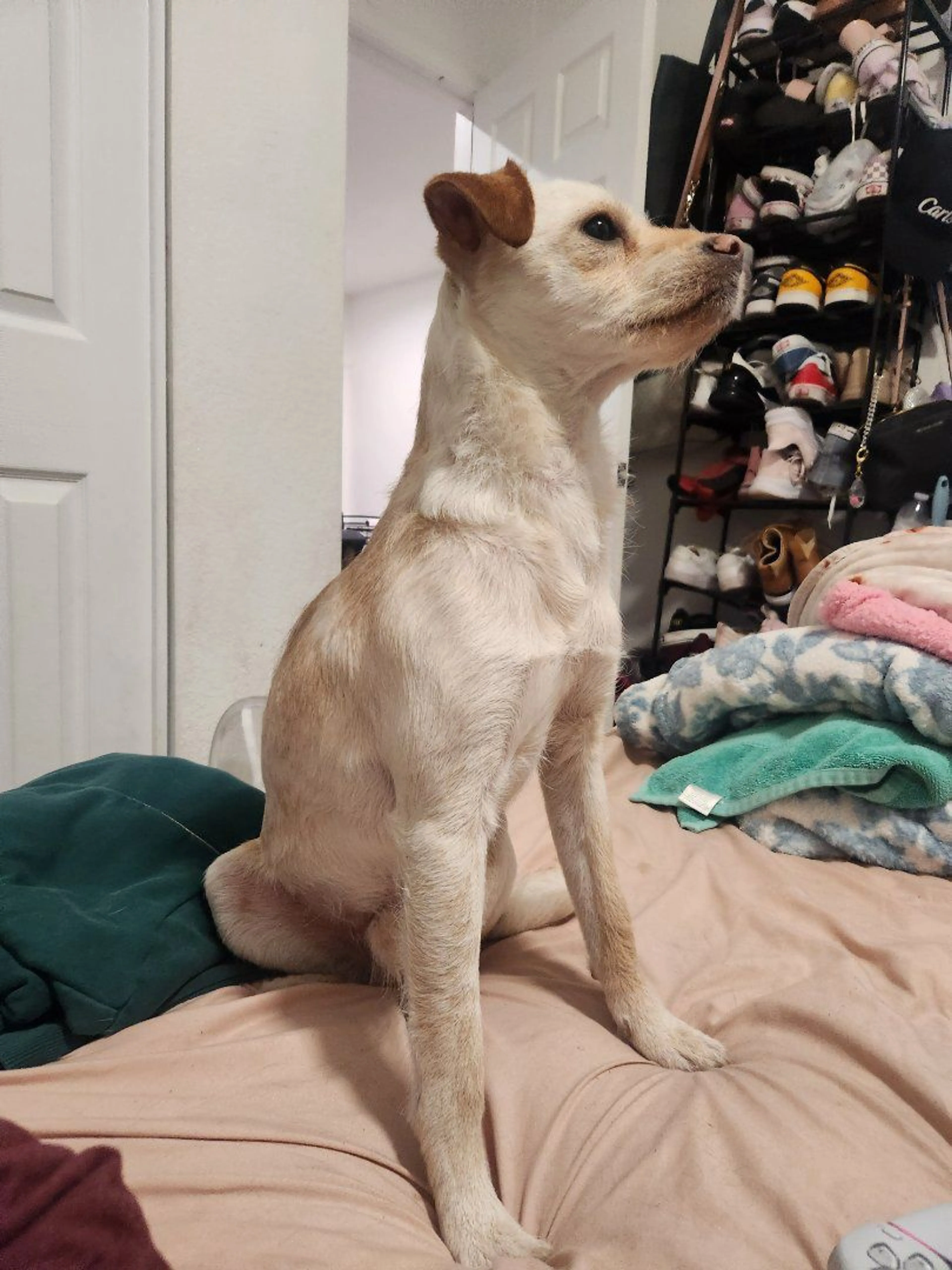 Lost pet-4