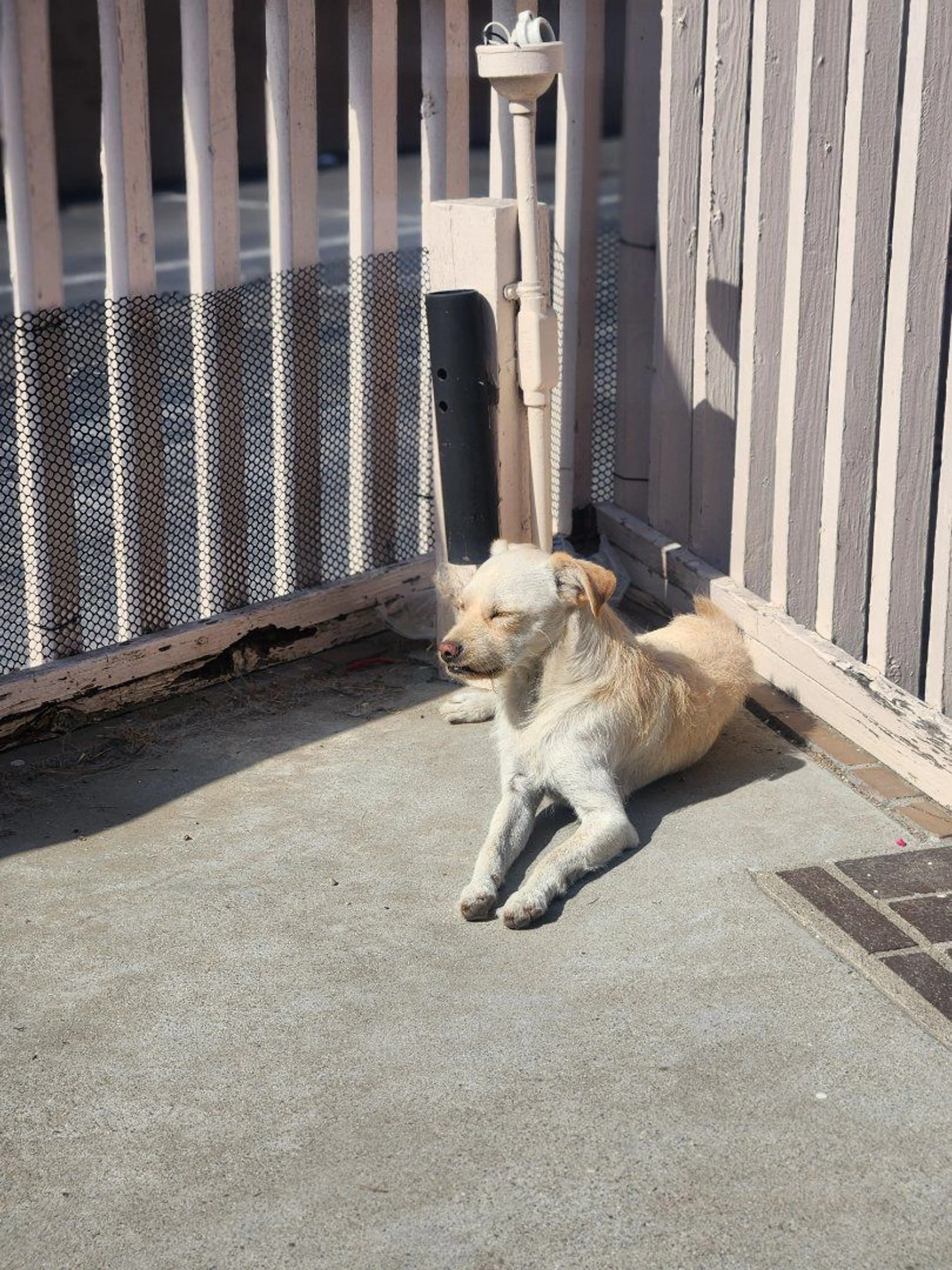 Lost pet-1