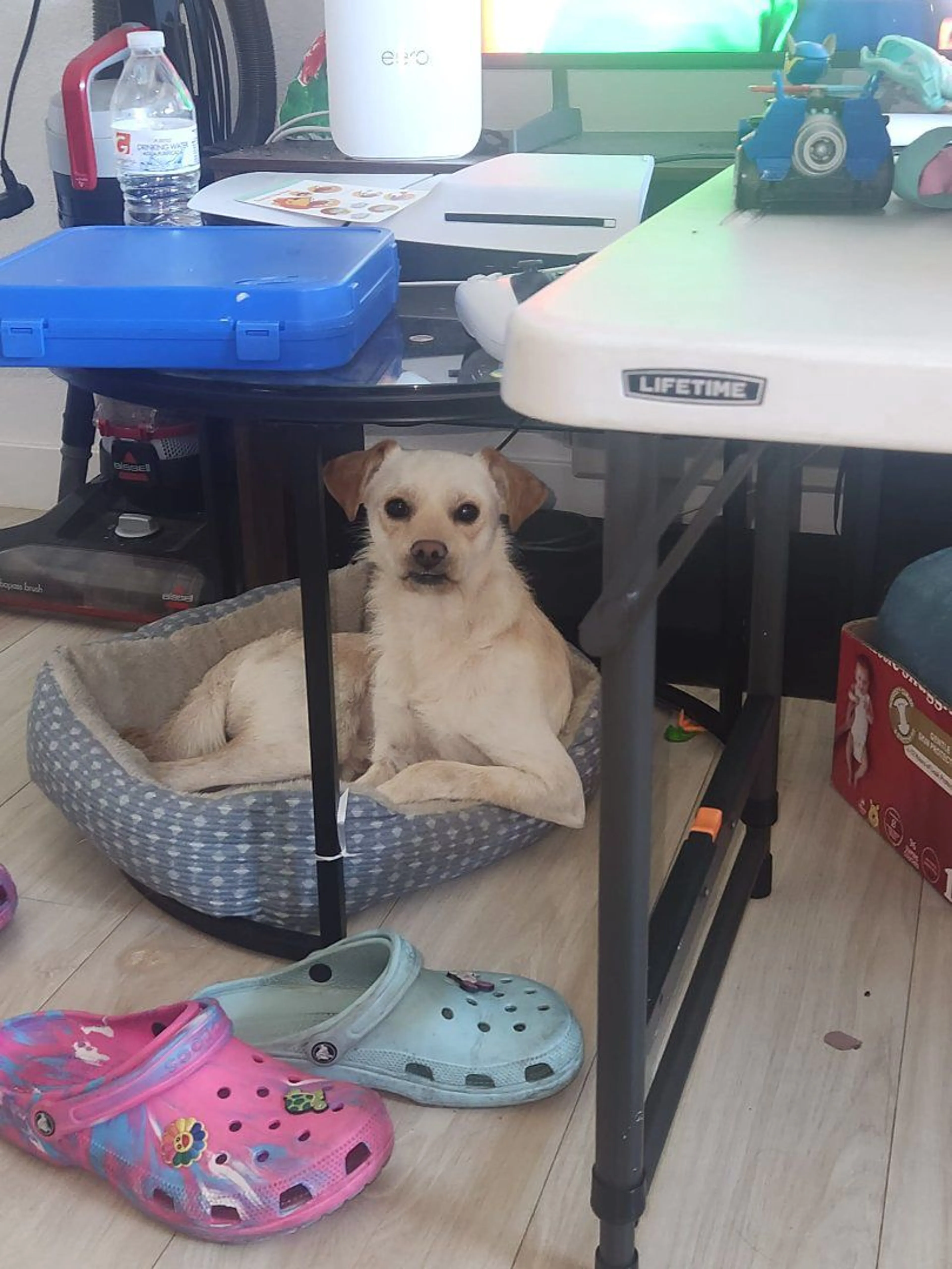Lost pet-2
