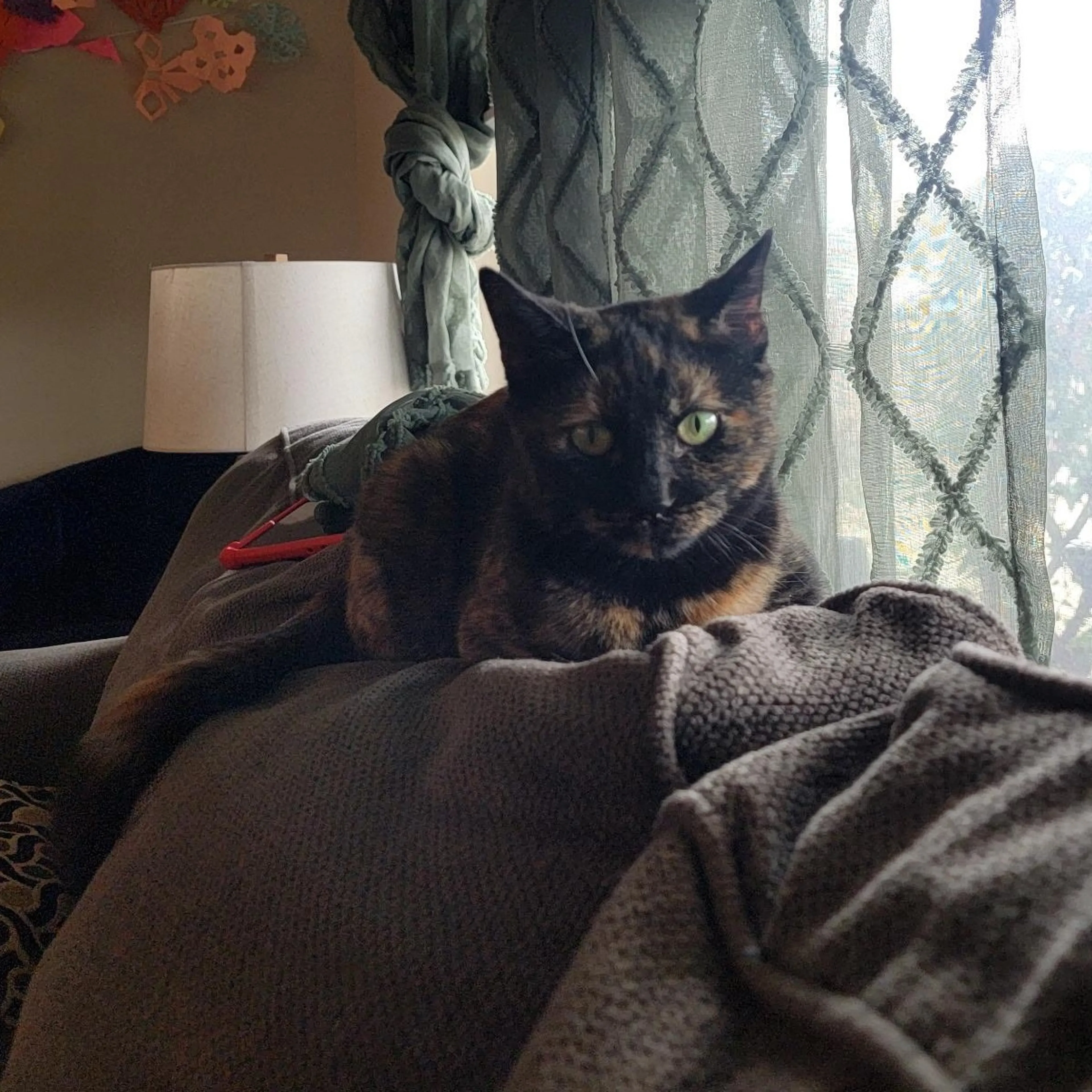 Found pet-0