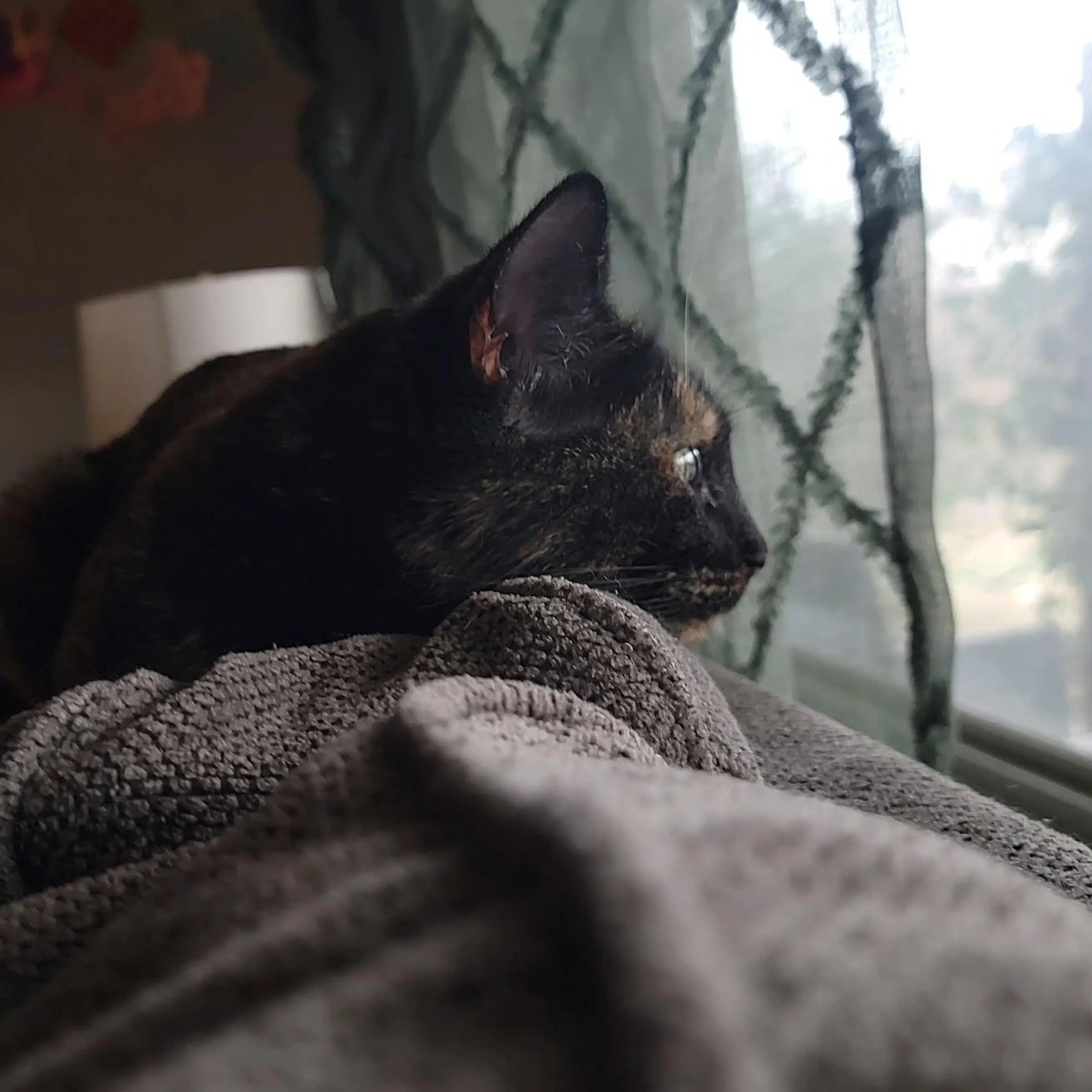 Found pet-3