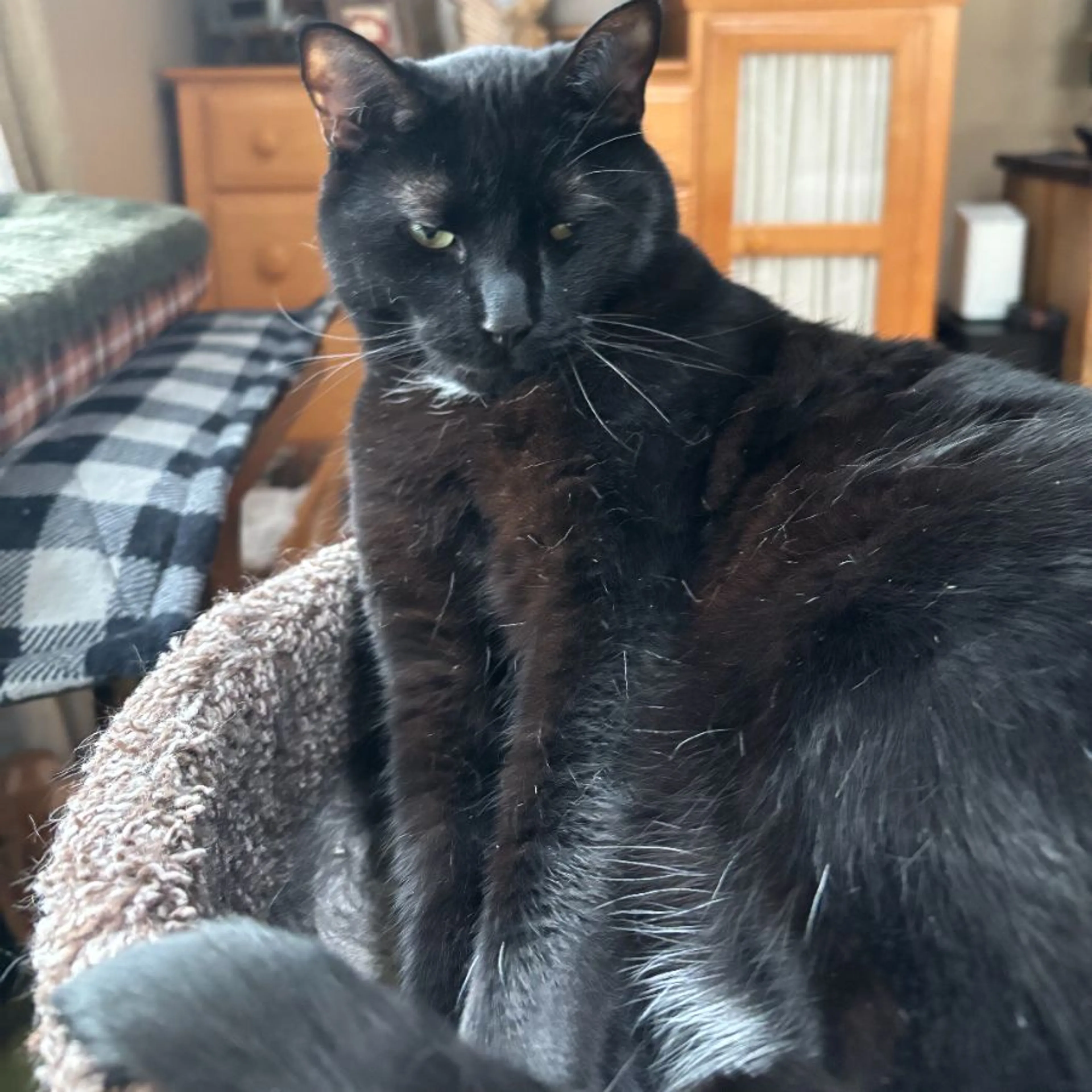 Lost pet
