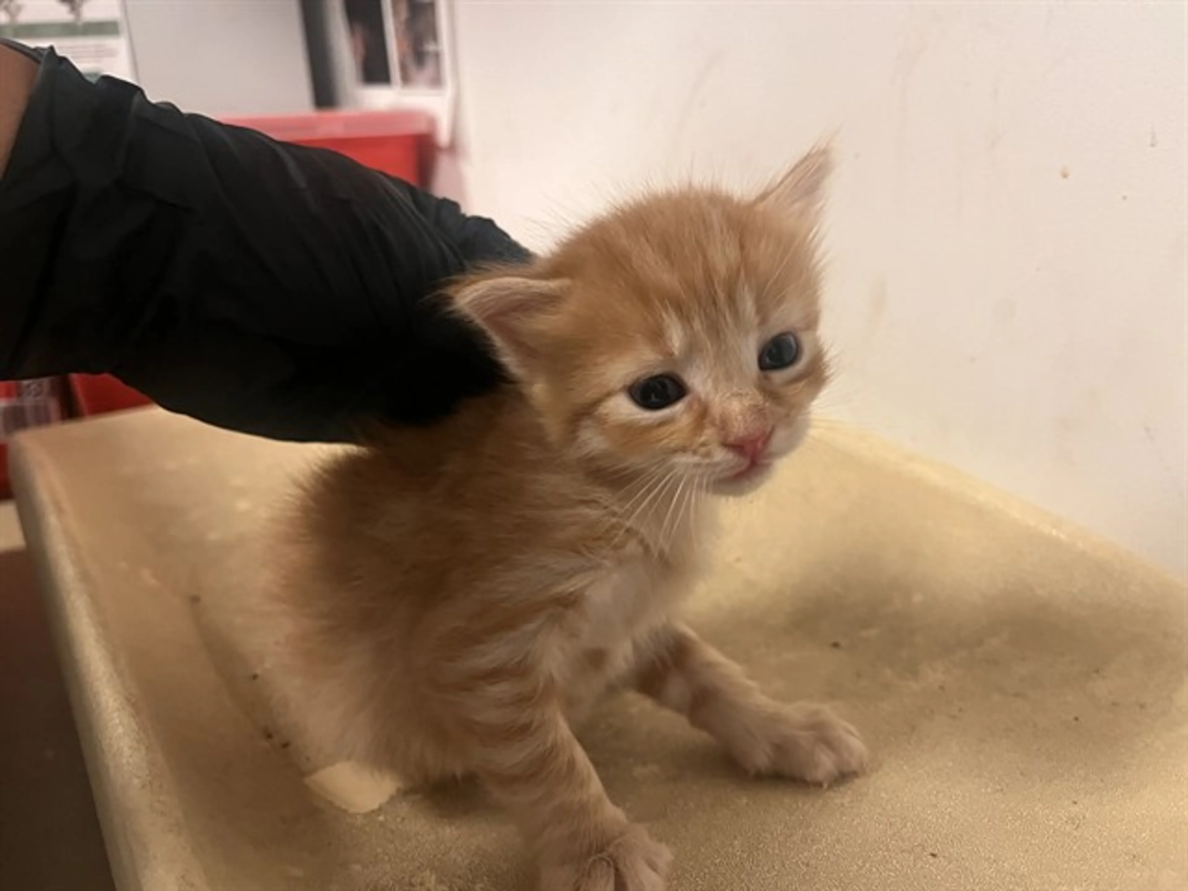 Found pet
