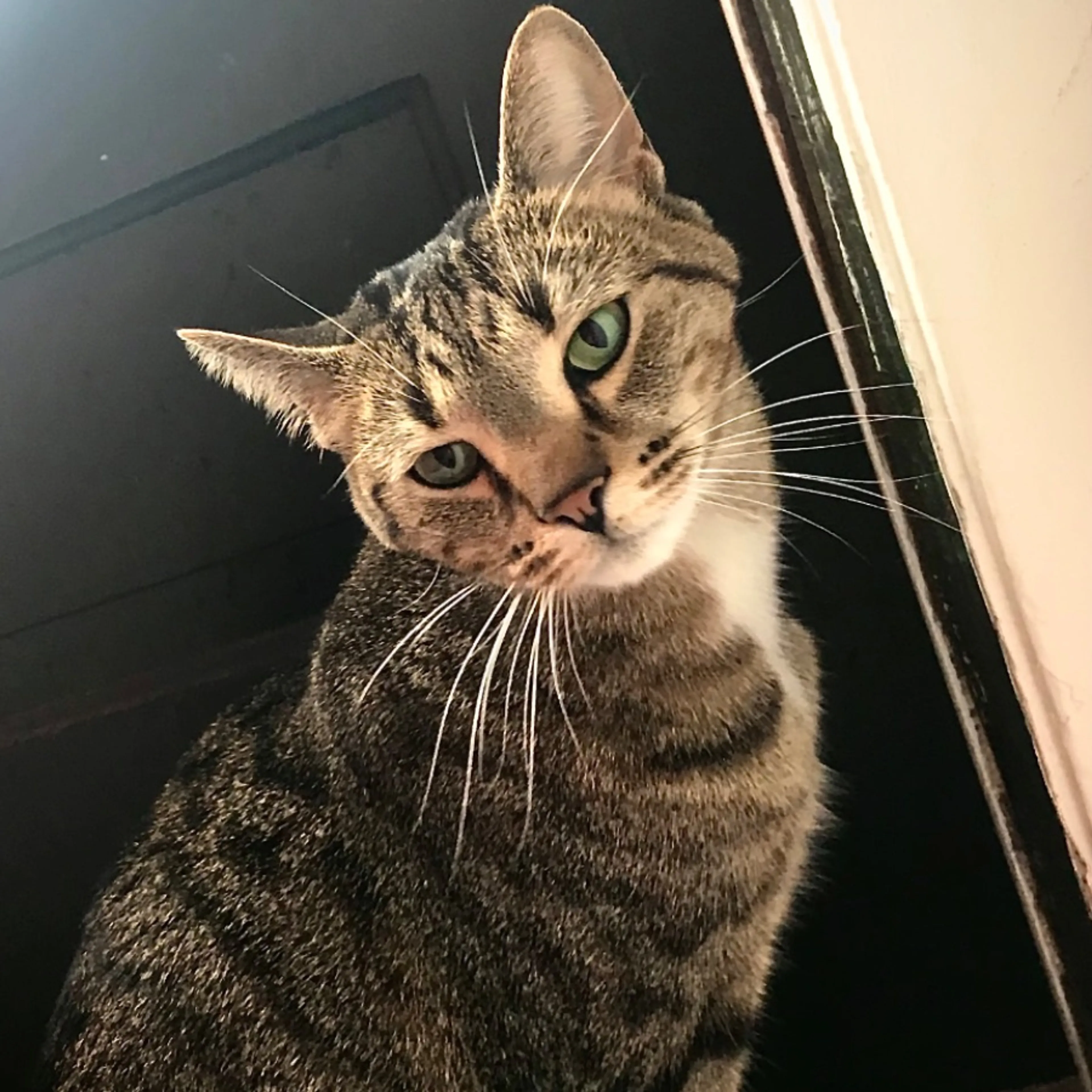 Lost pet