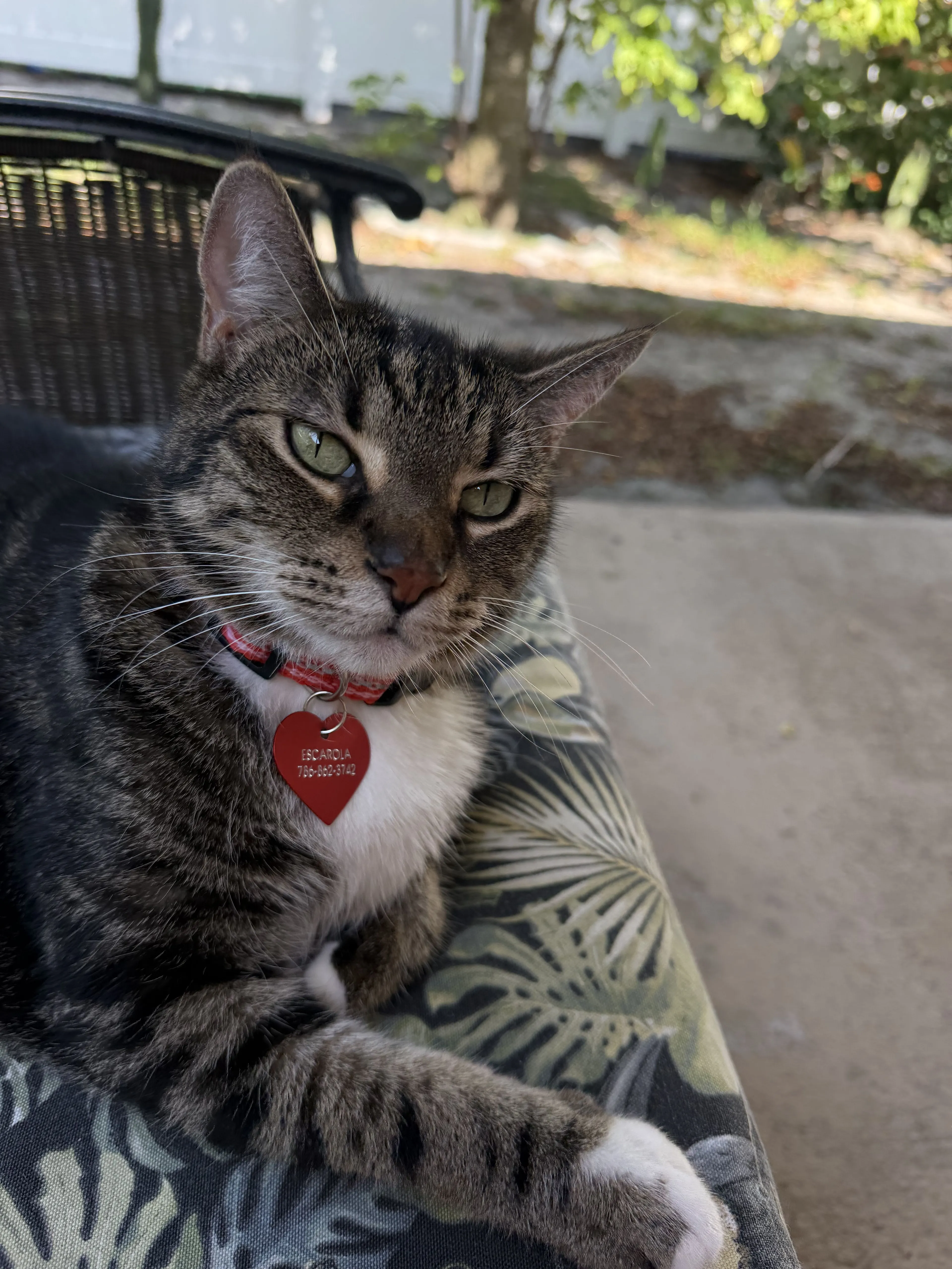 Lost pet-1