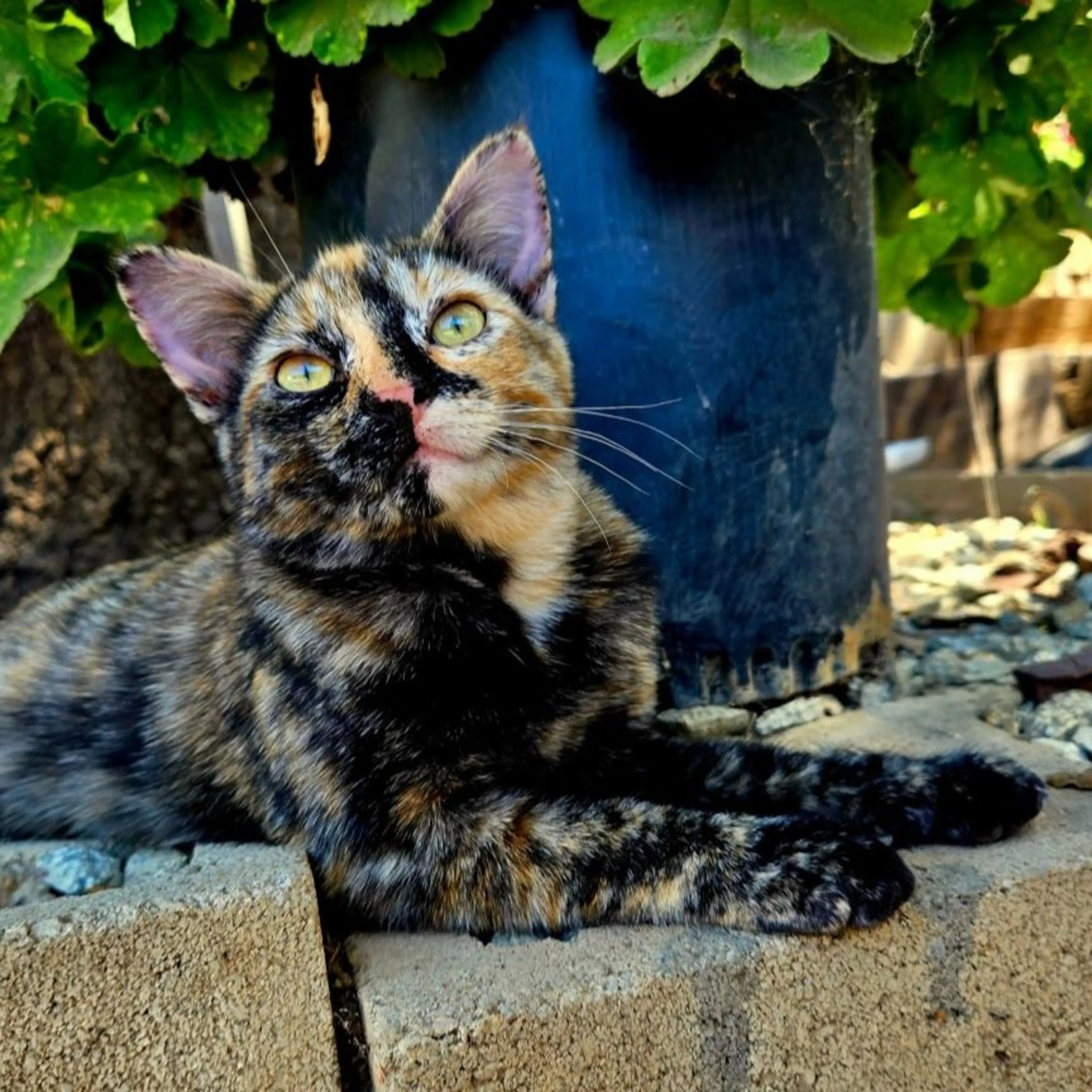 Lost pet