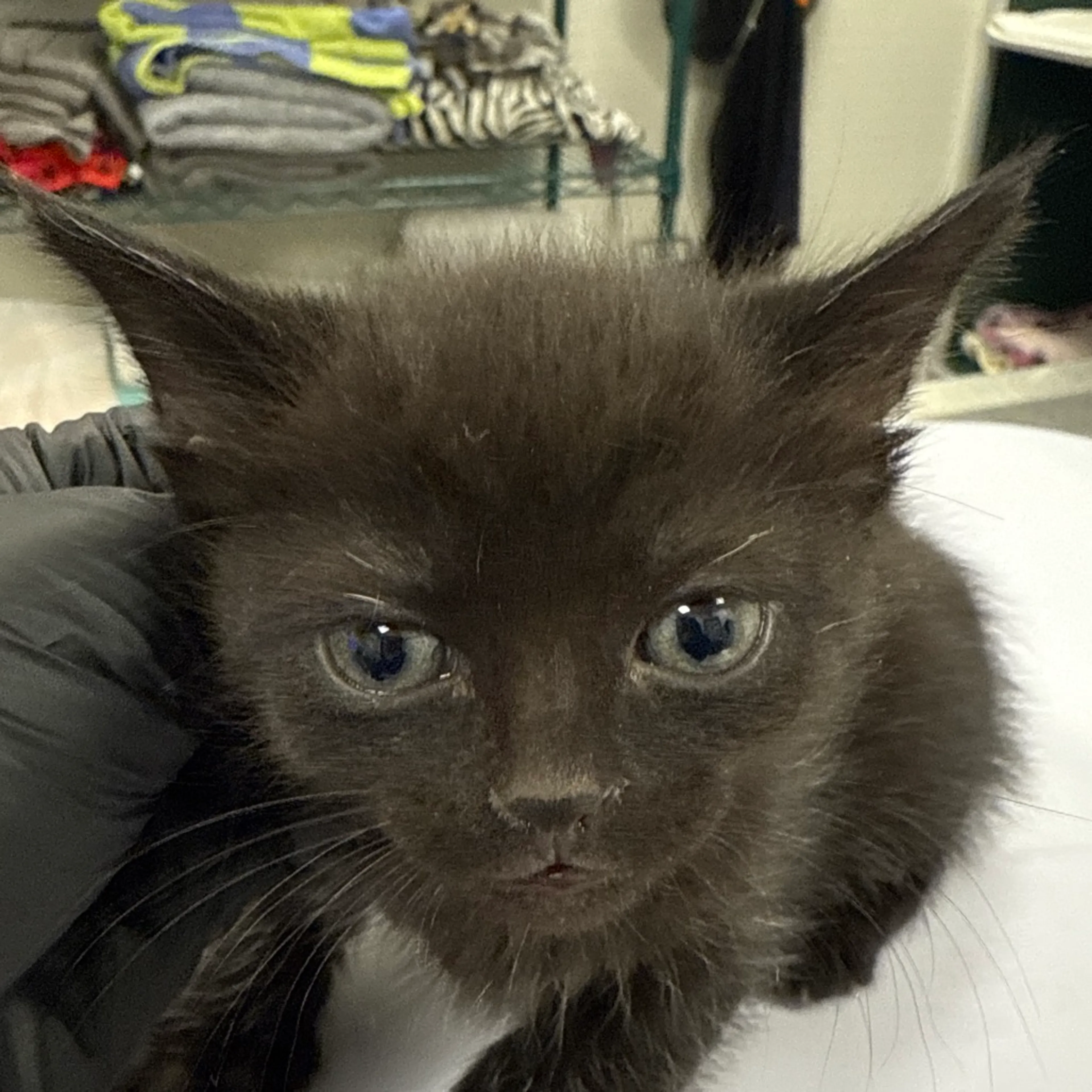 Found pet