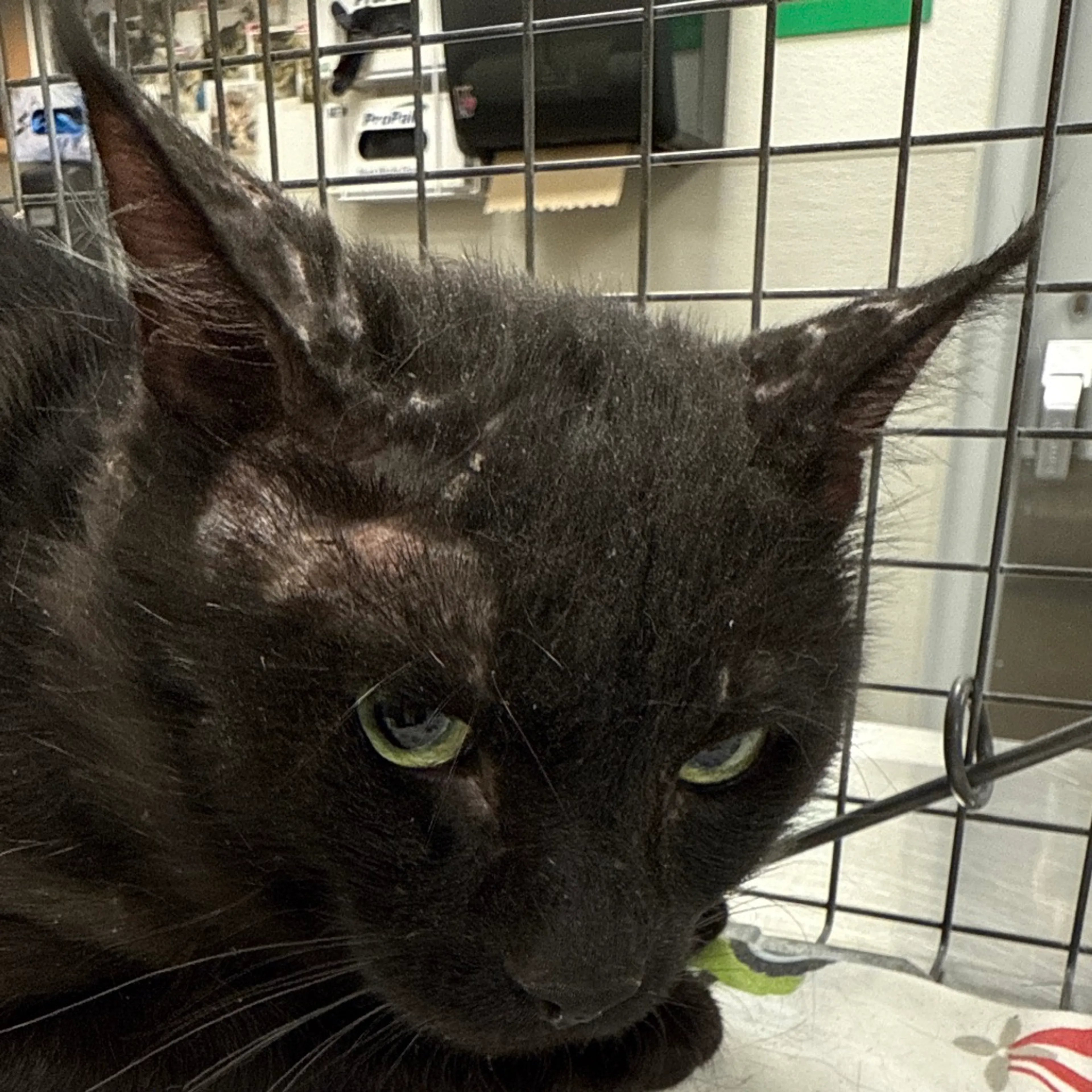 Found pet