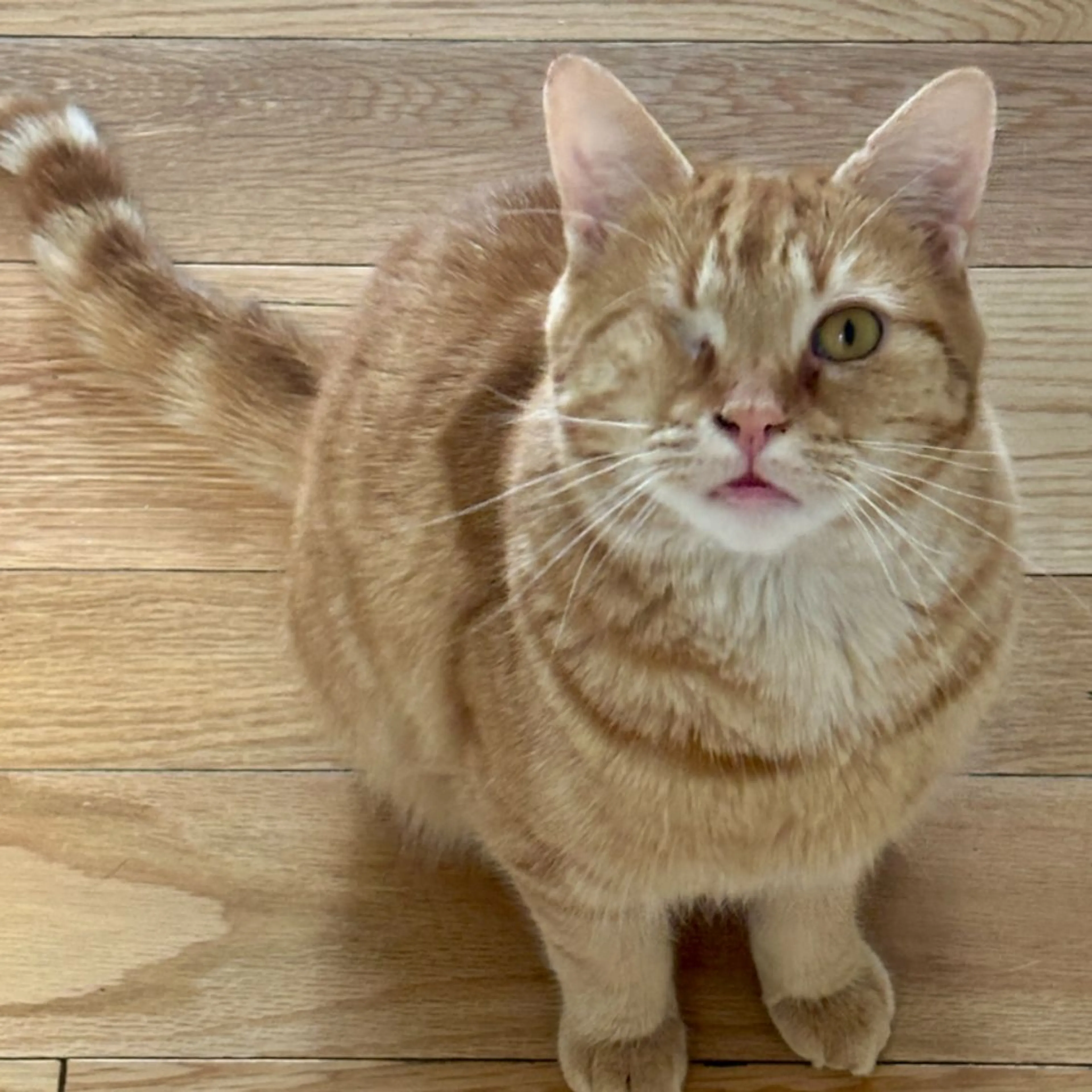 Lost pet