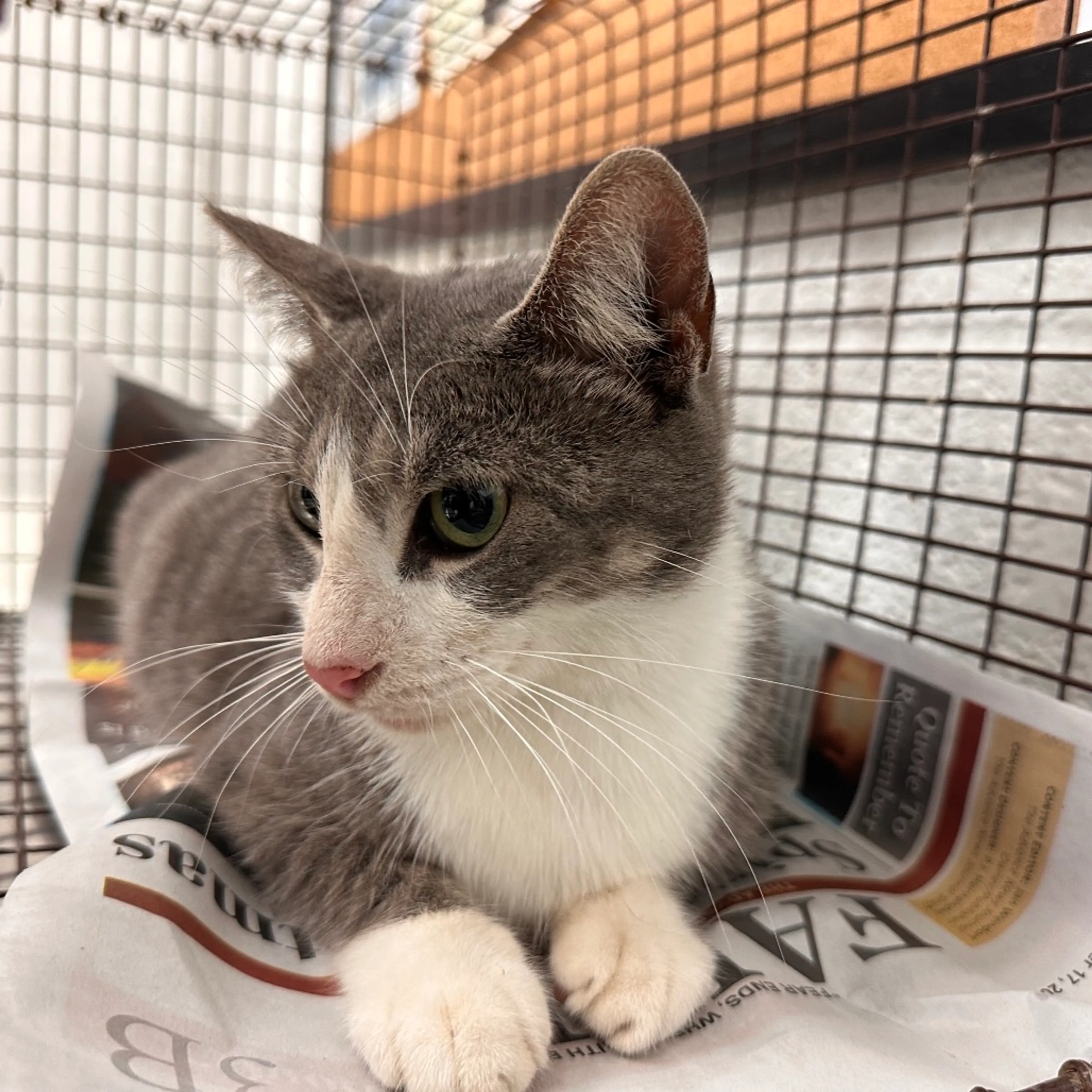 Found pet