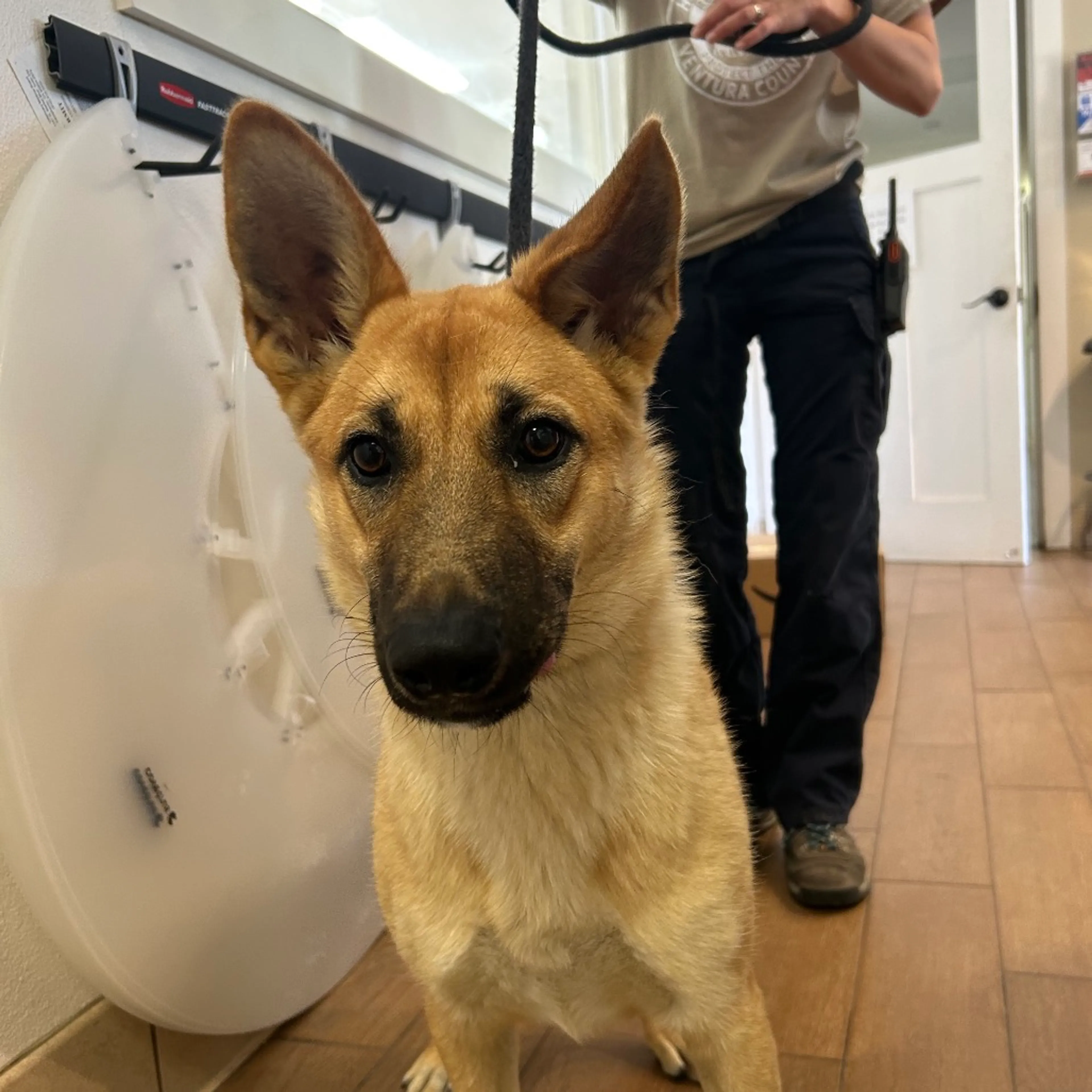 Found pet-1