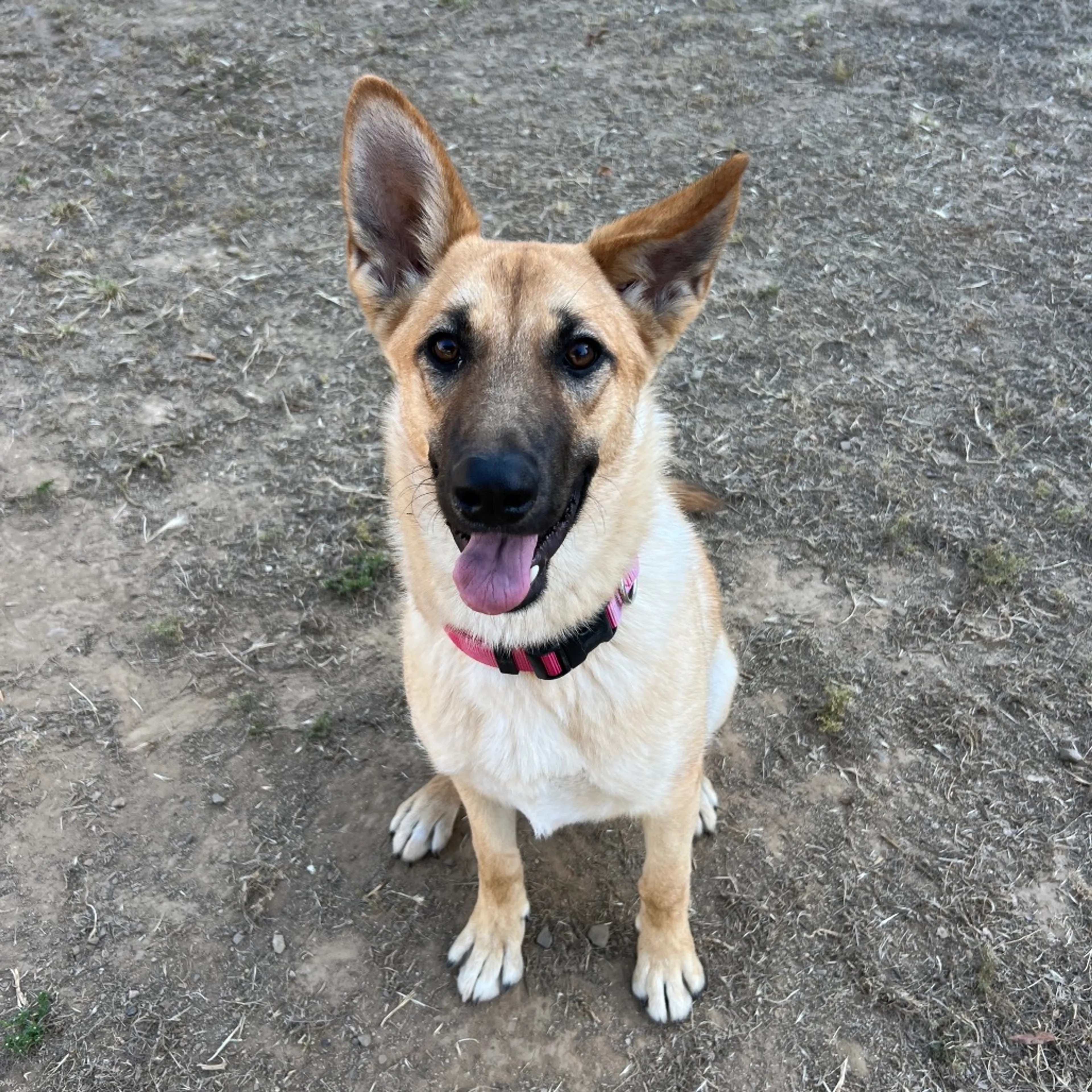 Found pet-3