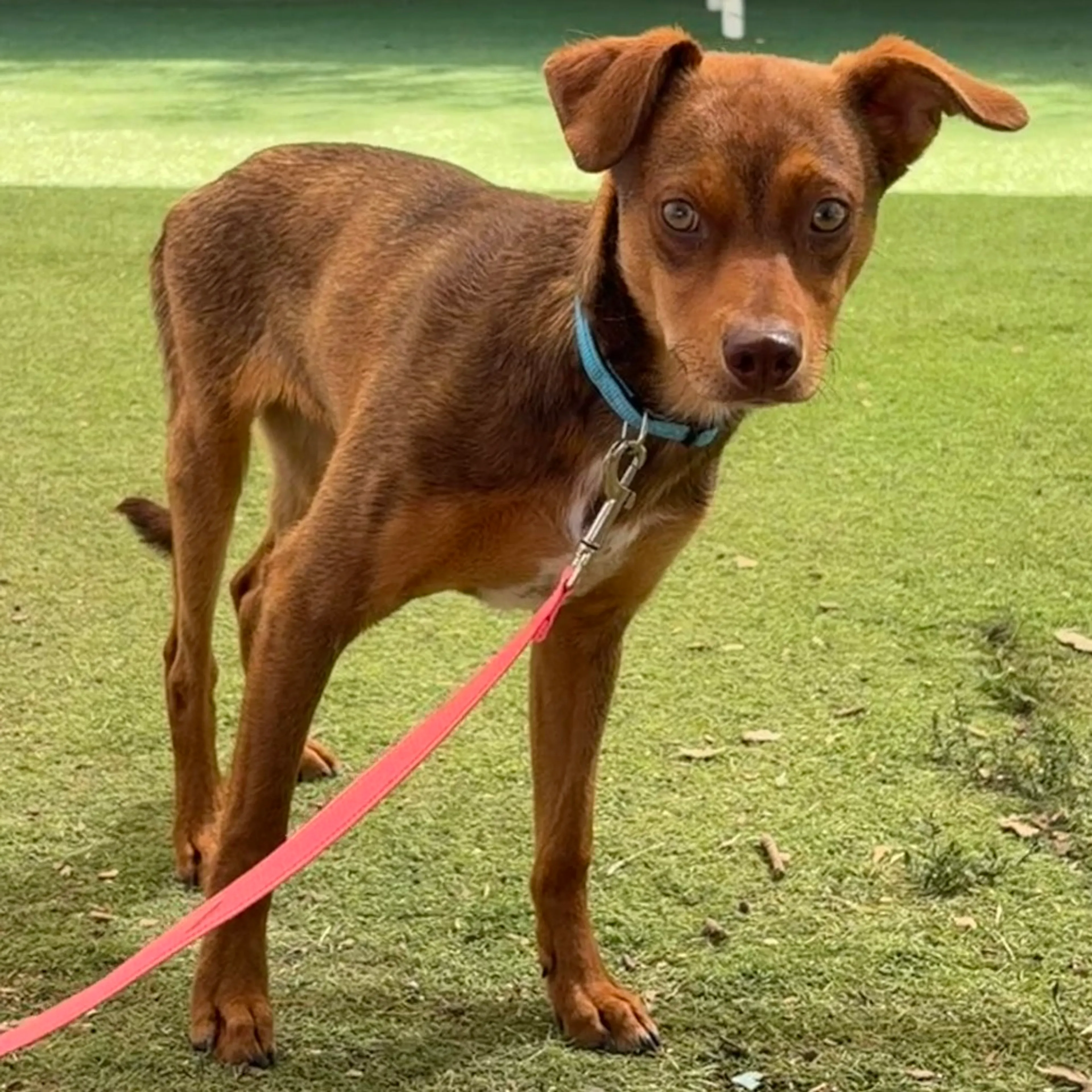 Found pet-1