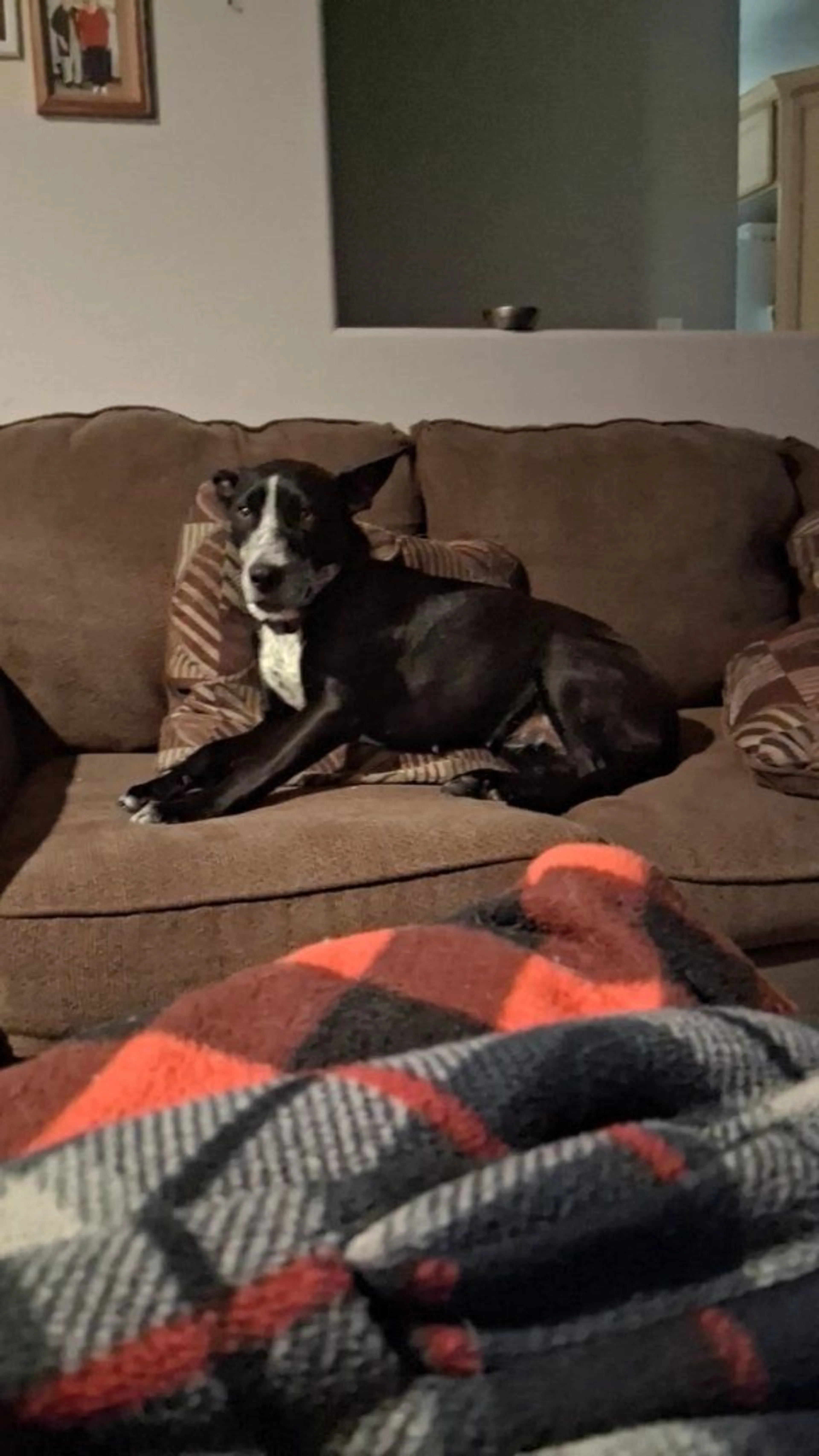 Lost pet