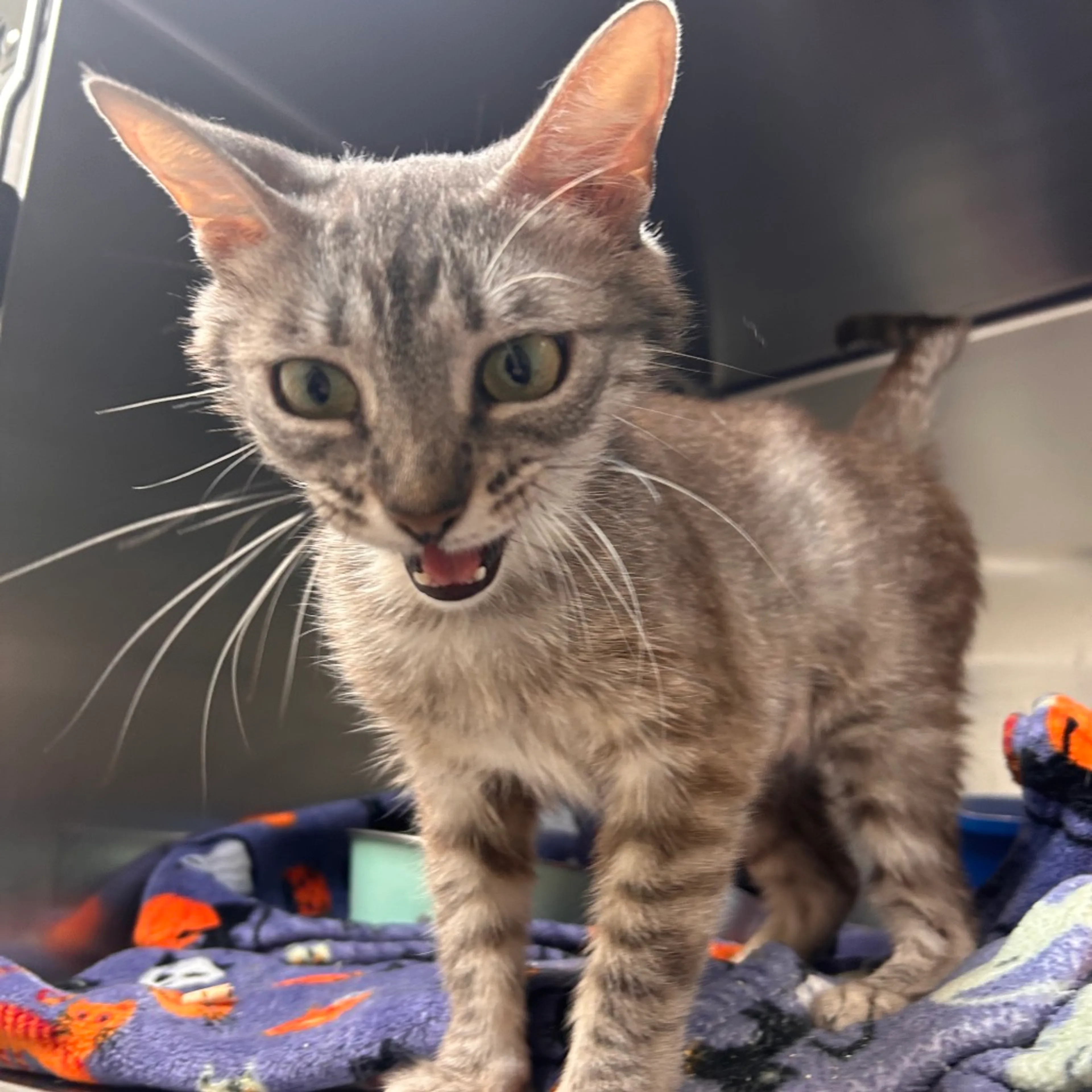 Found pet-1