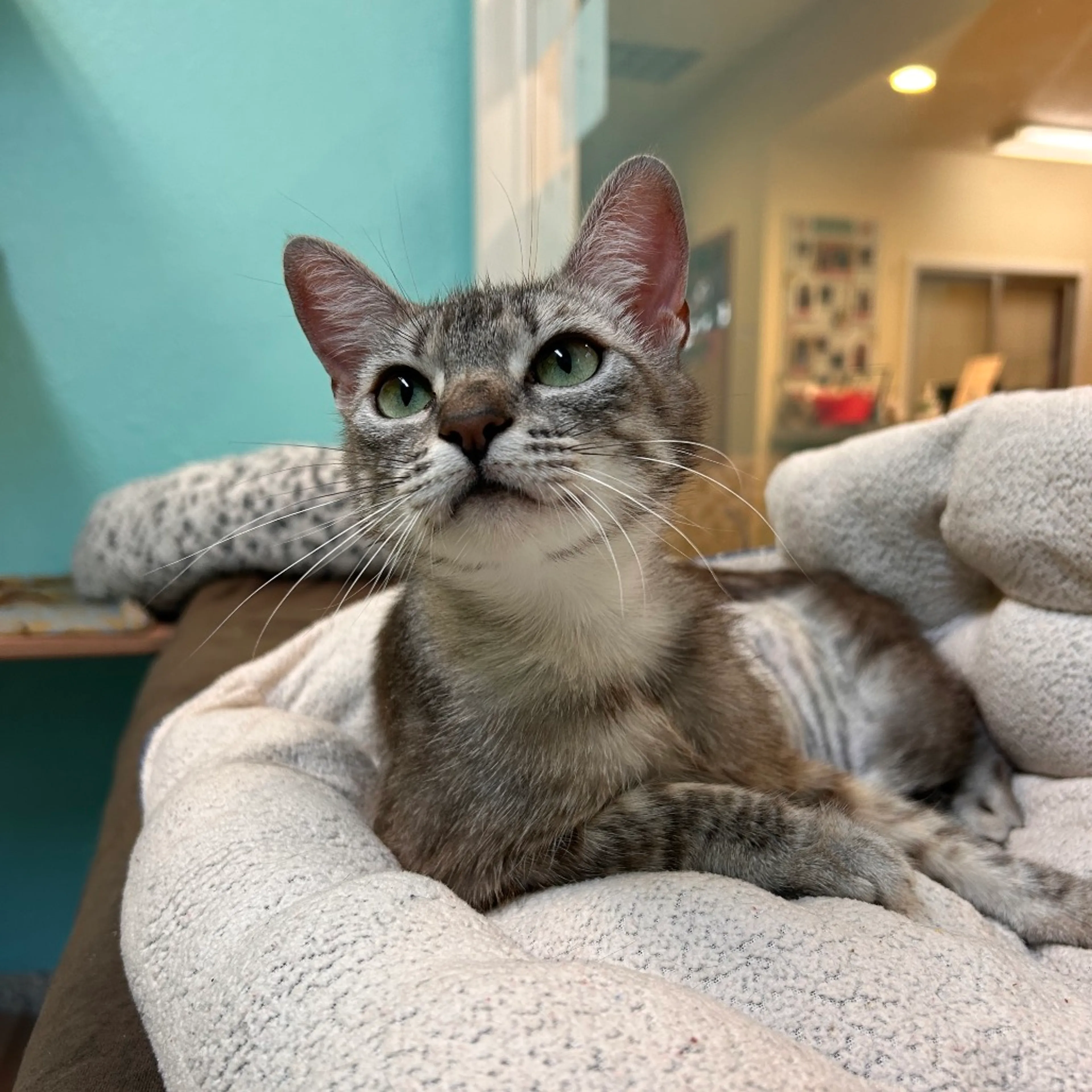 Found pet-2