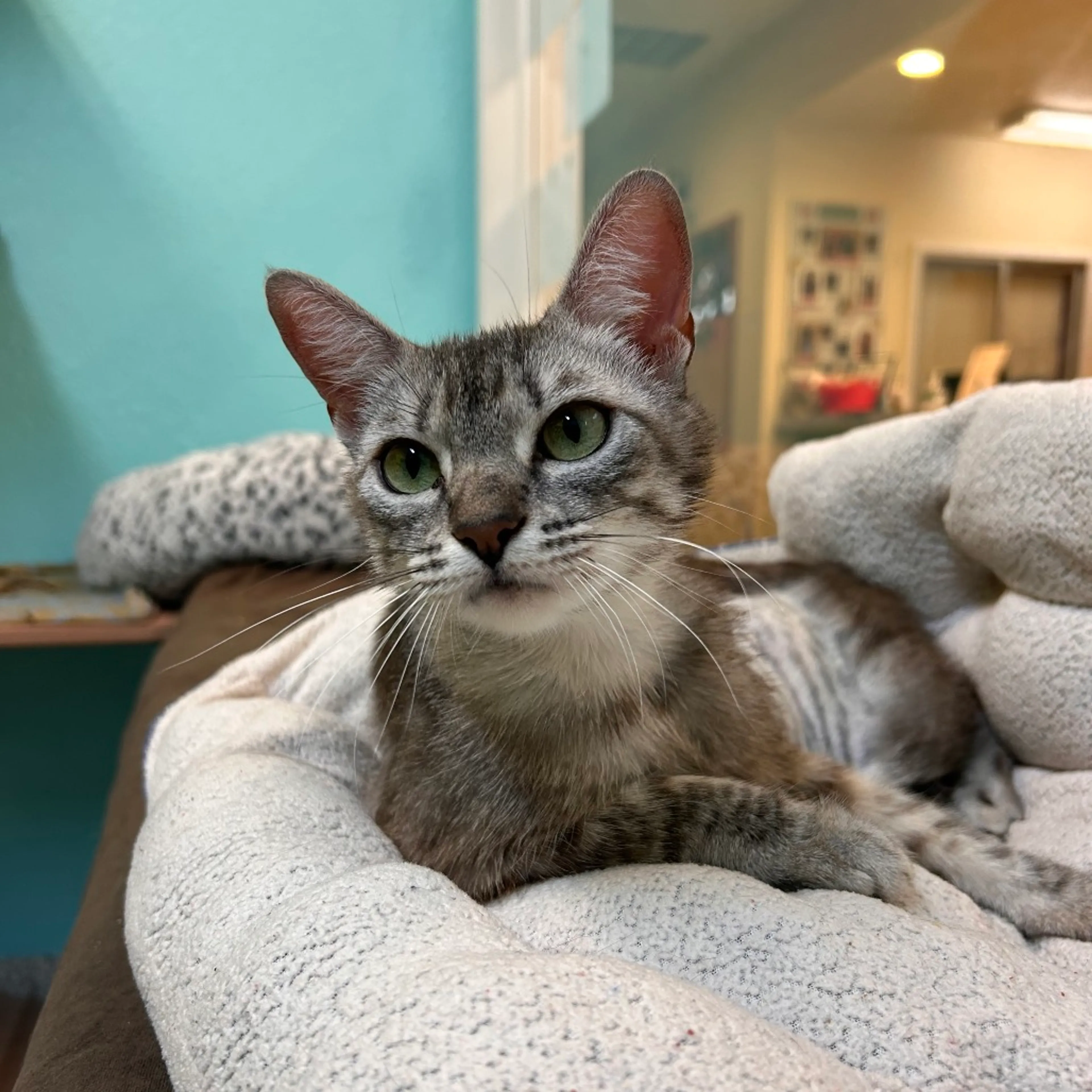 Found pet-4