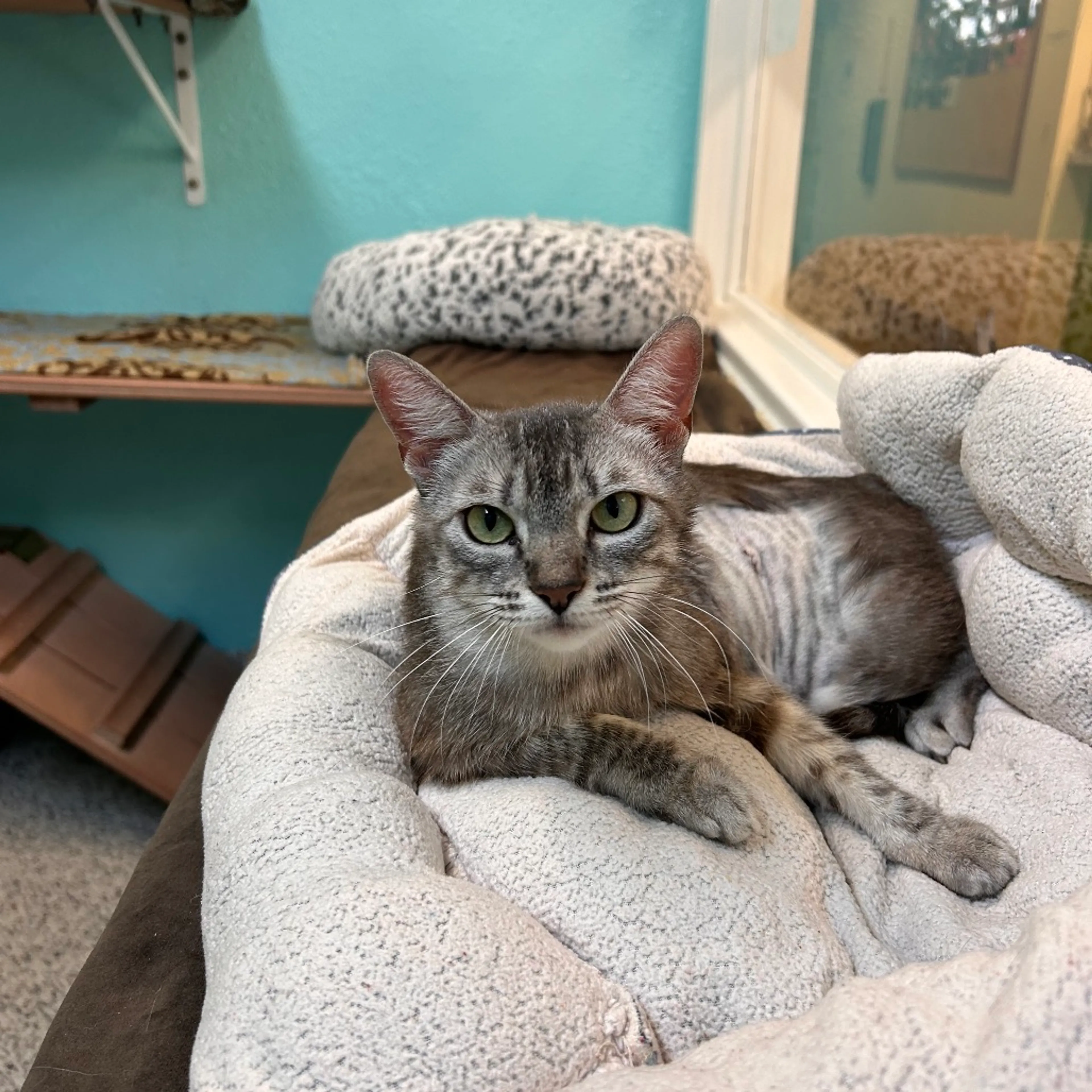 Found pet-3