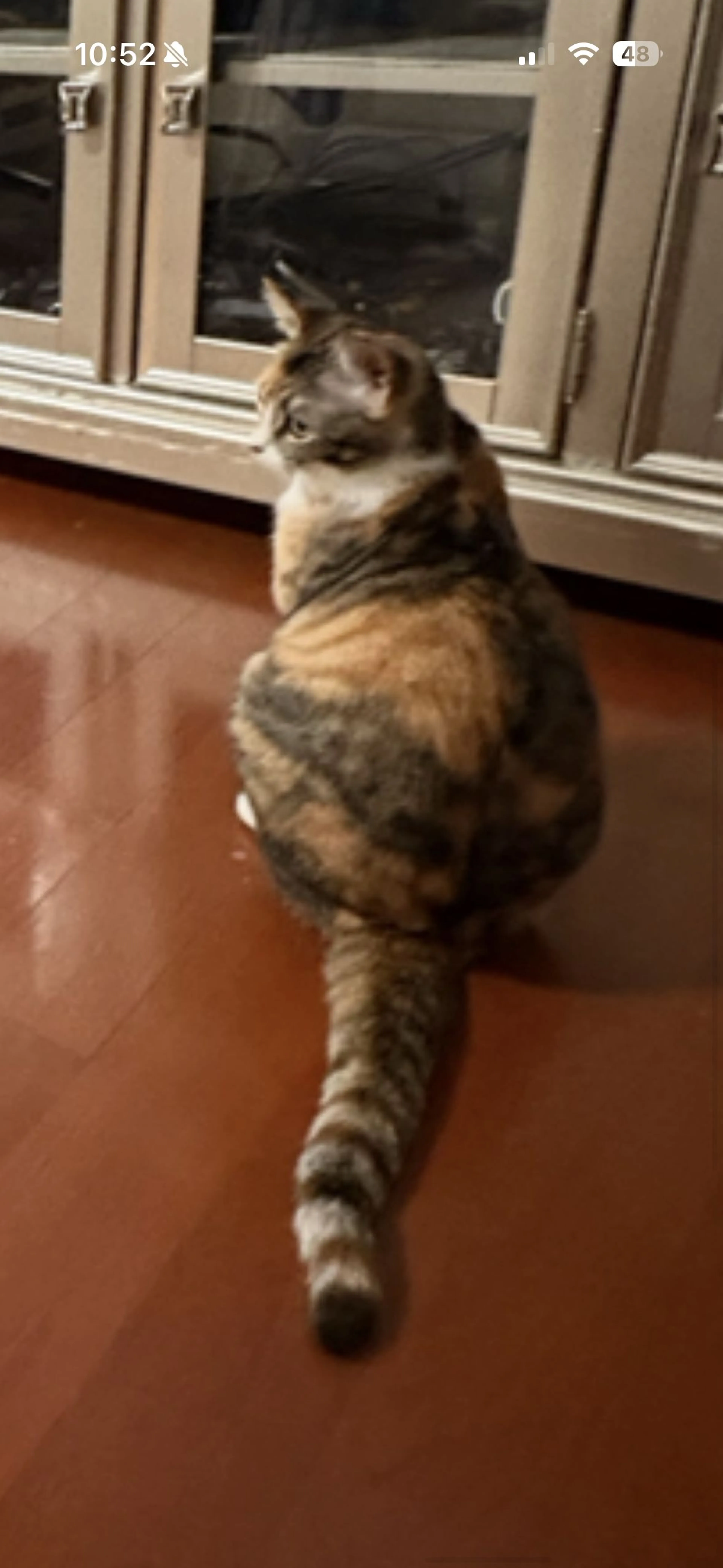 Lost pet