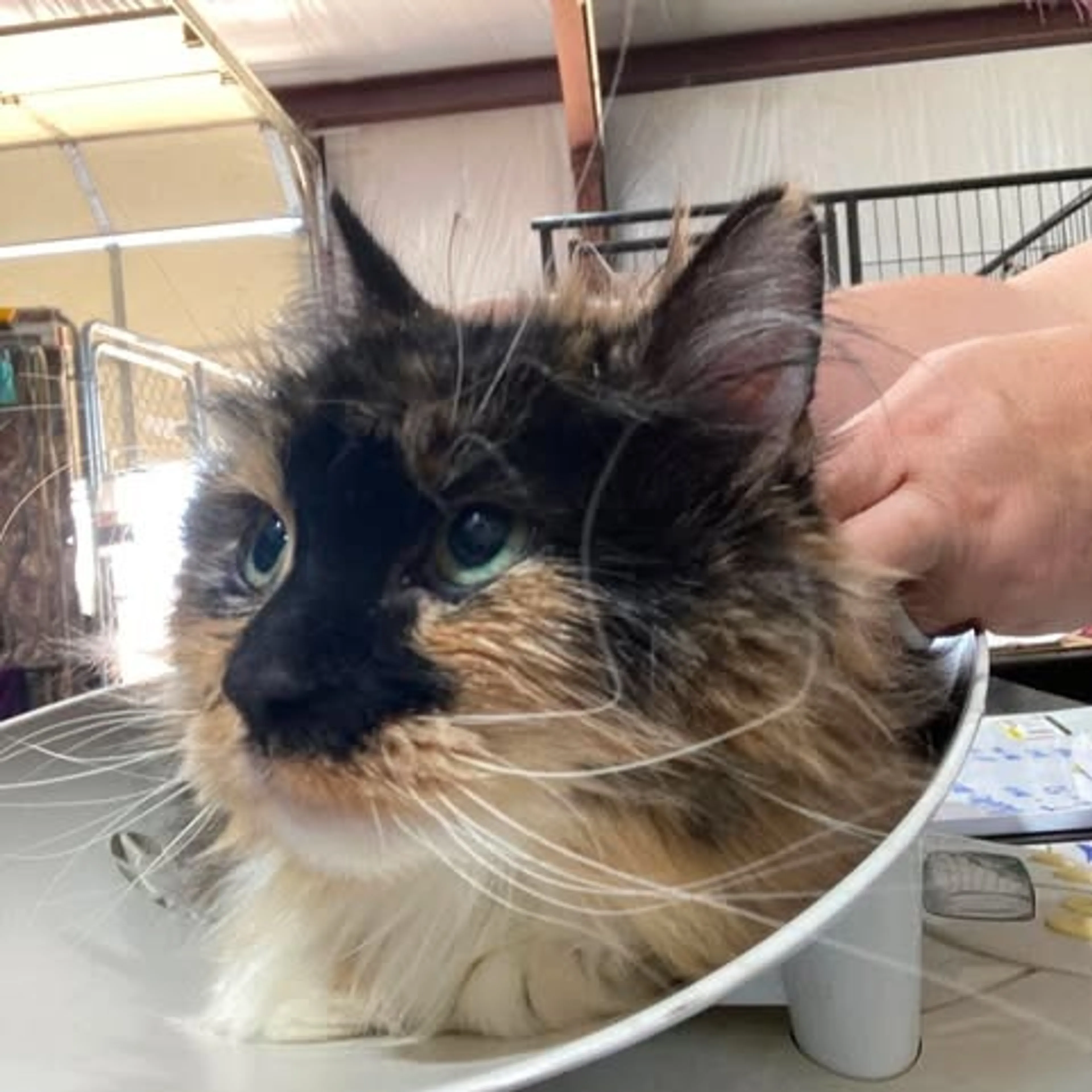 Found pet-2