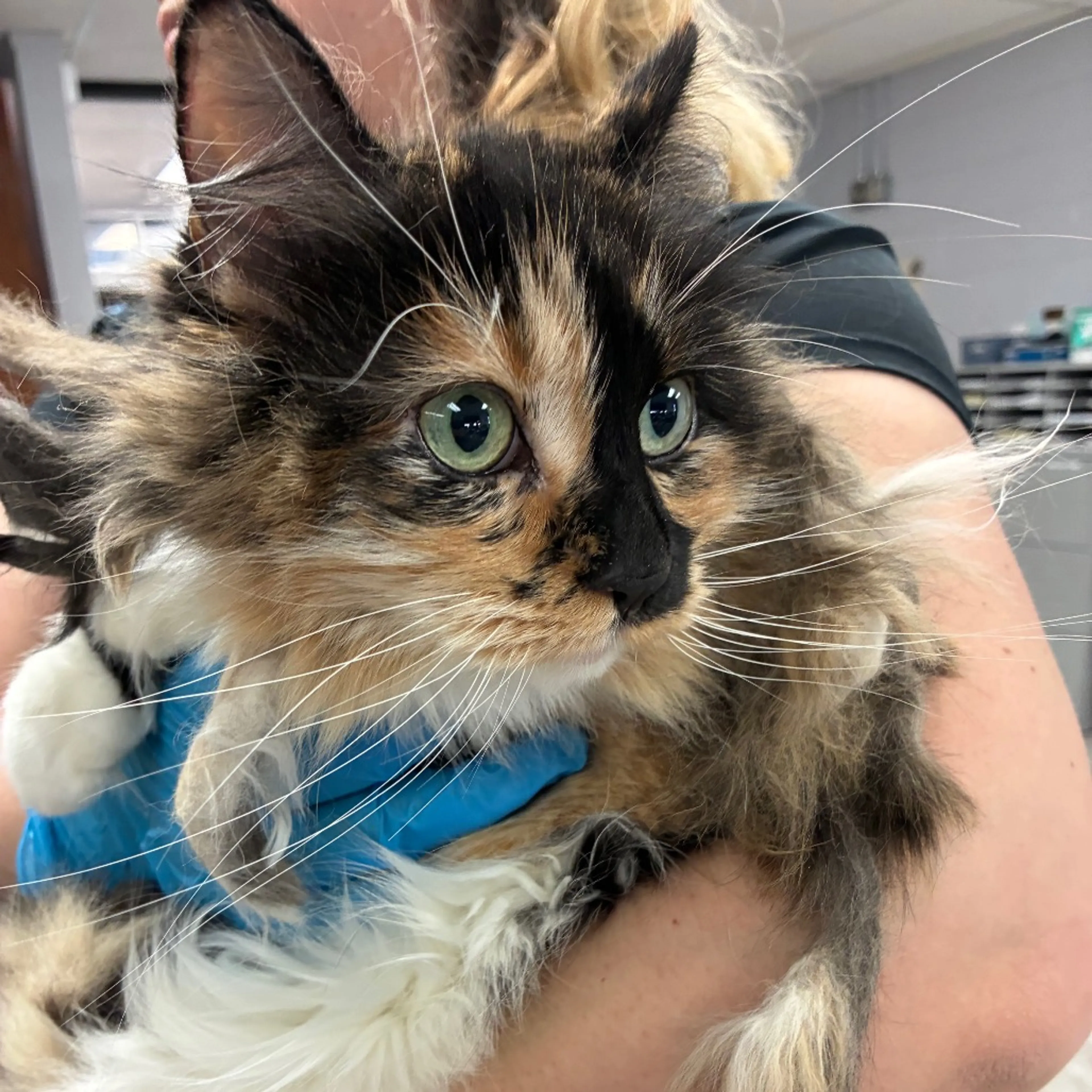 Found pet-1