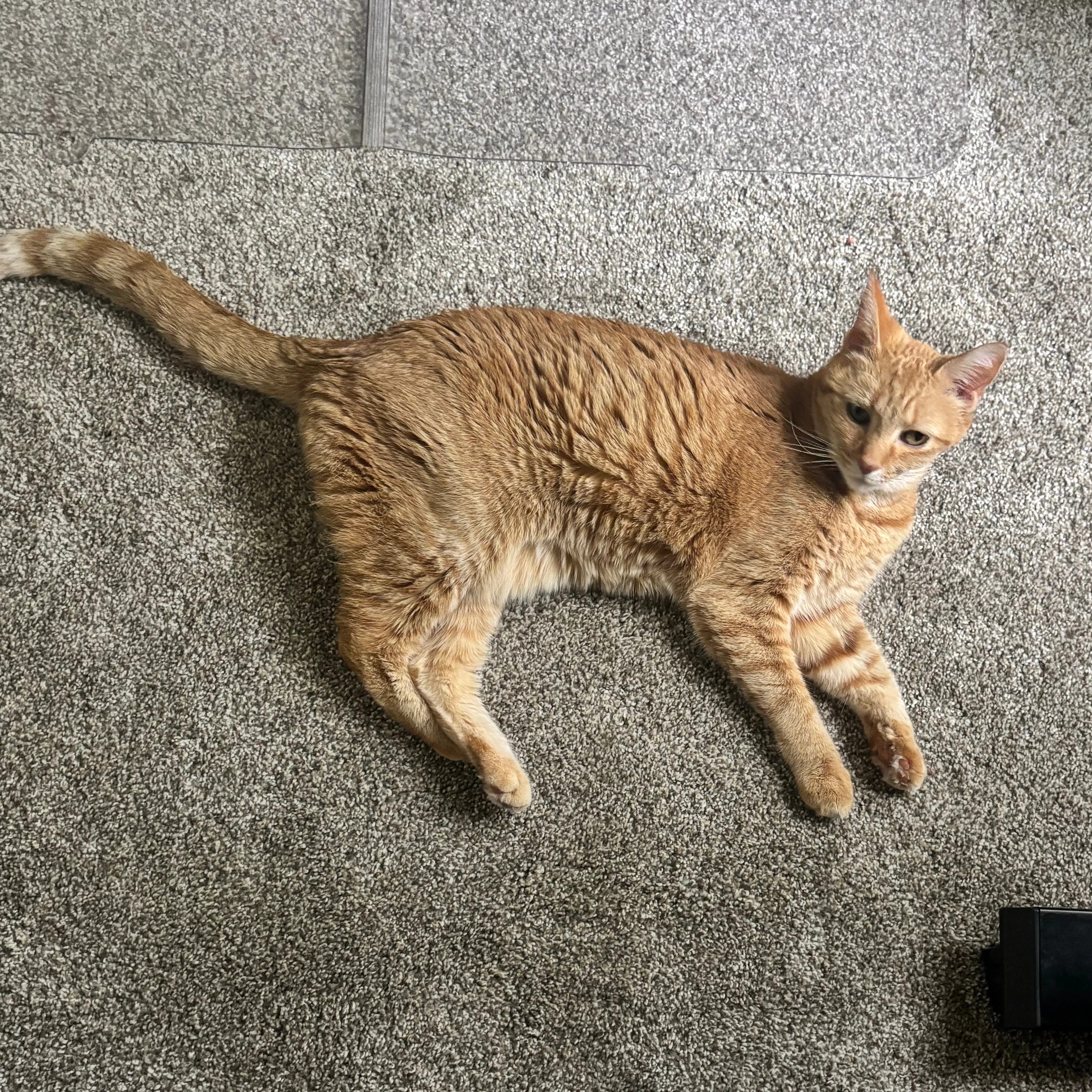 Lost pet-1