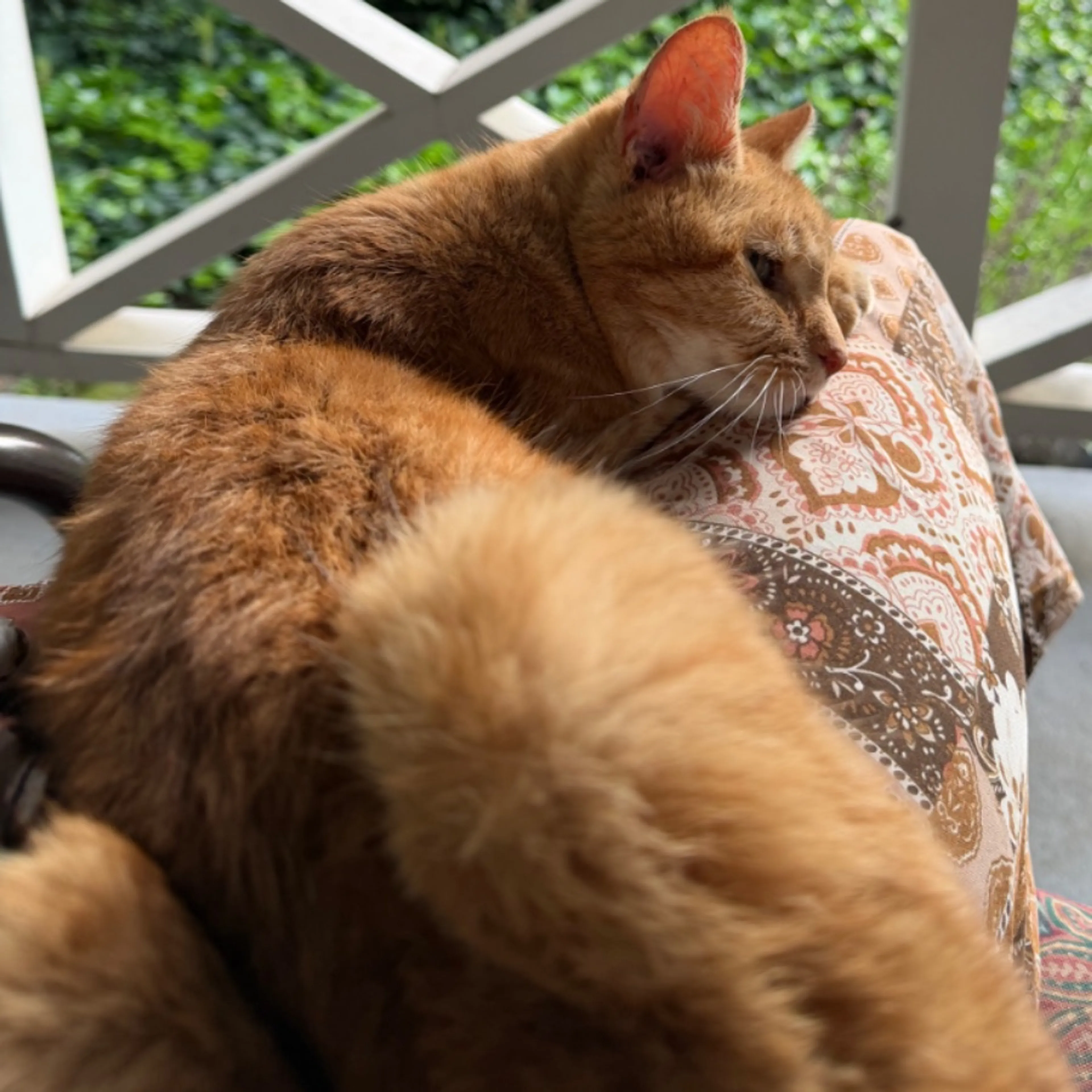 Lost pet-0