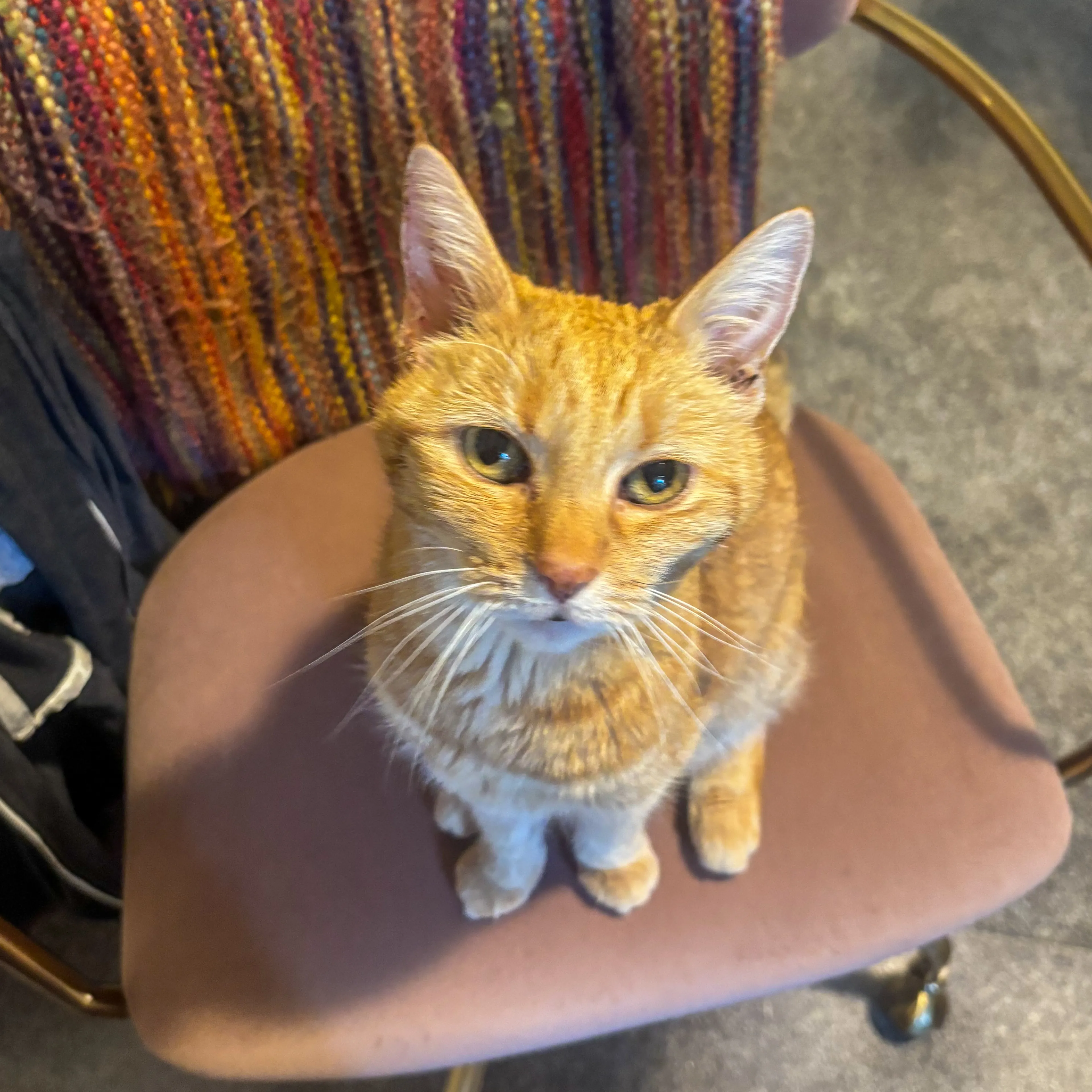 Lost pet-2
