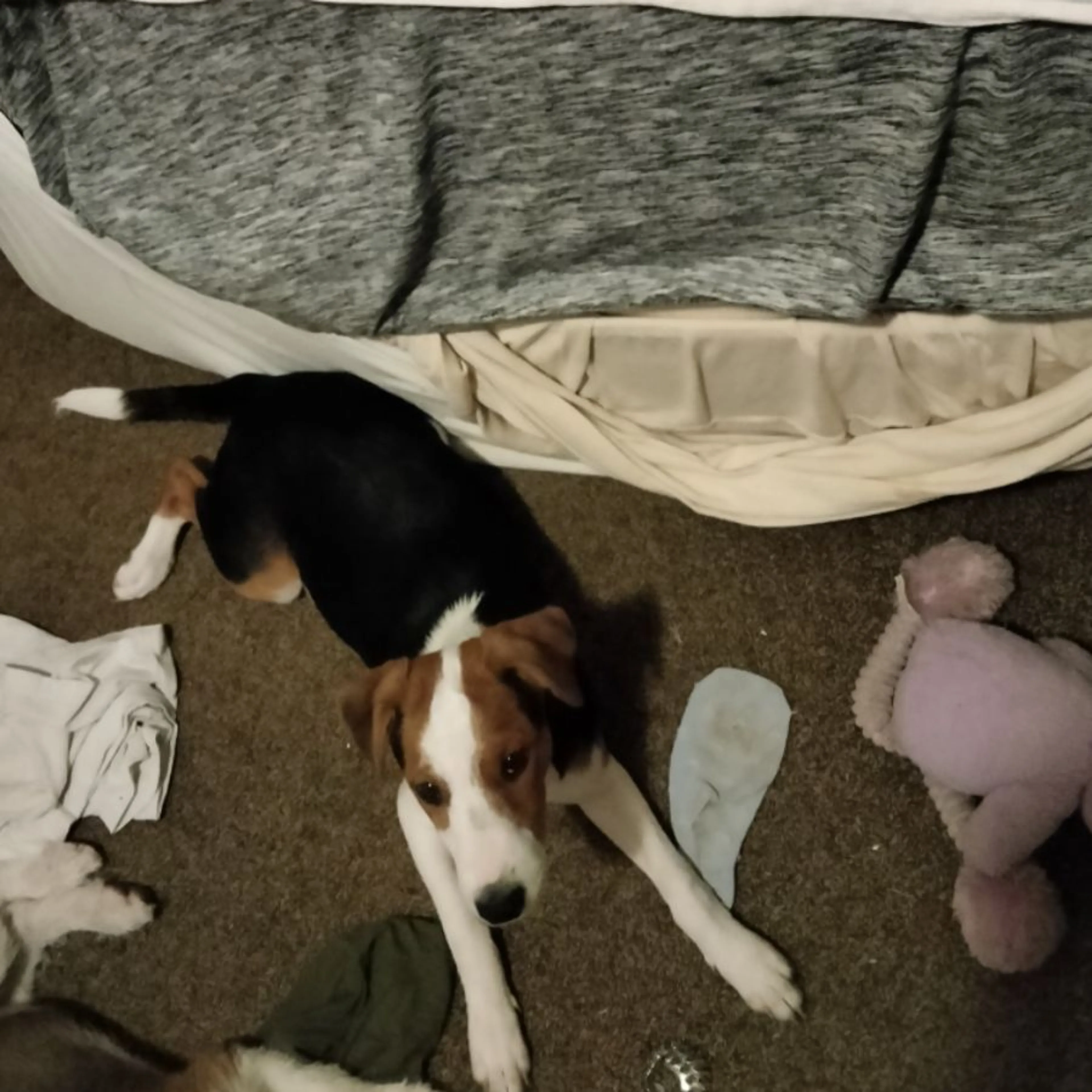 Lost pet