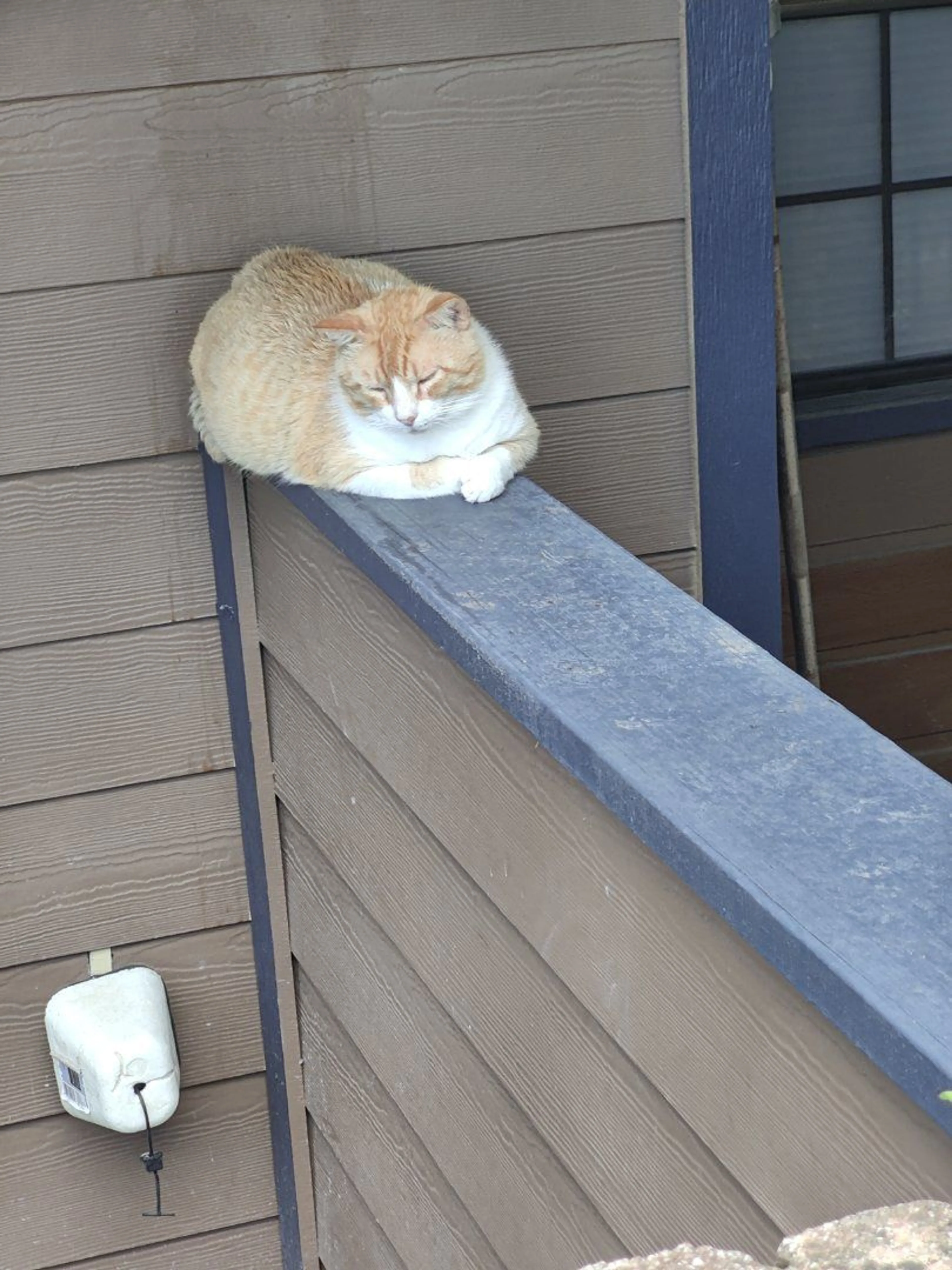 Lost pet-2