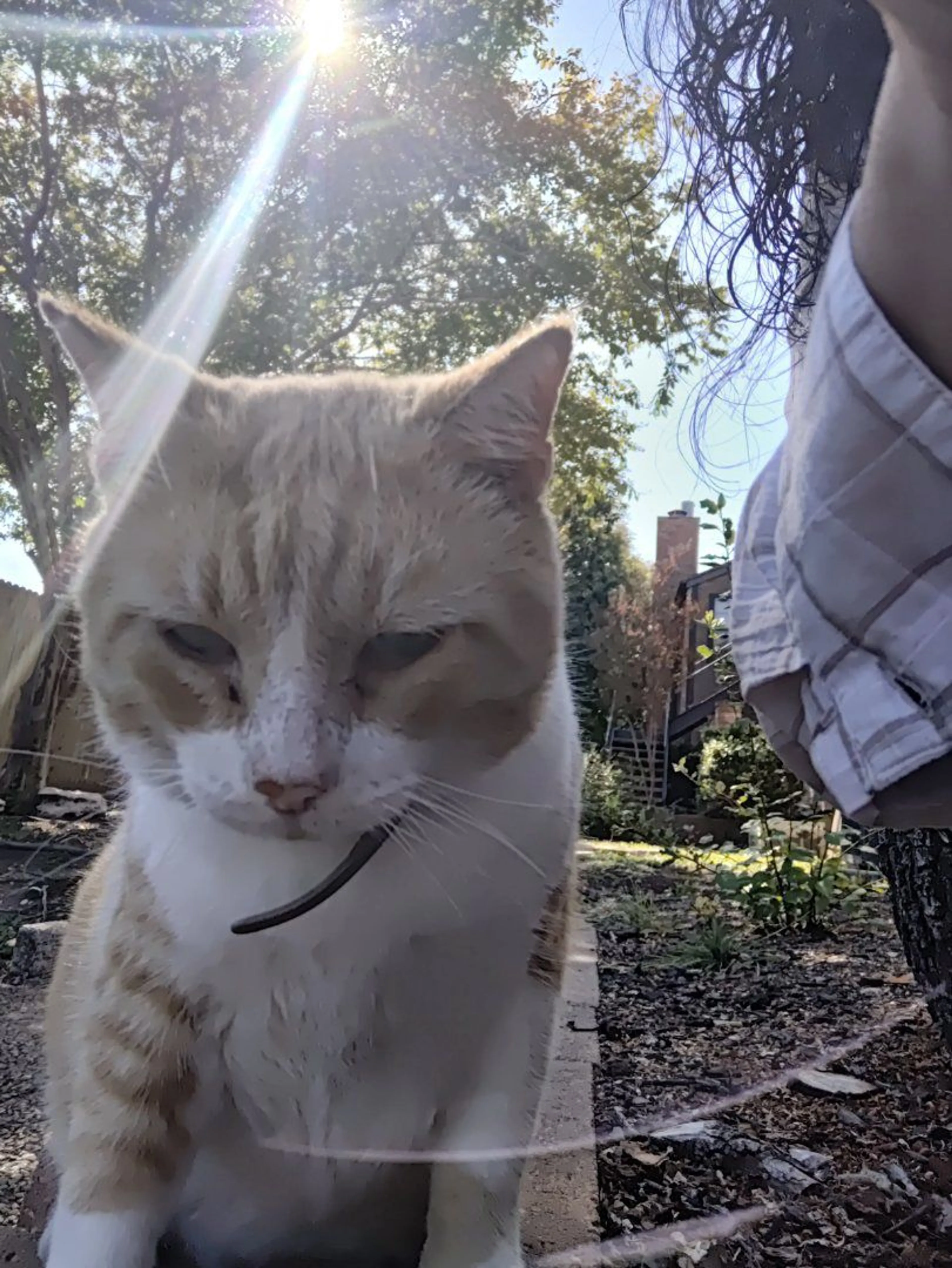 Lost pet-0
