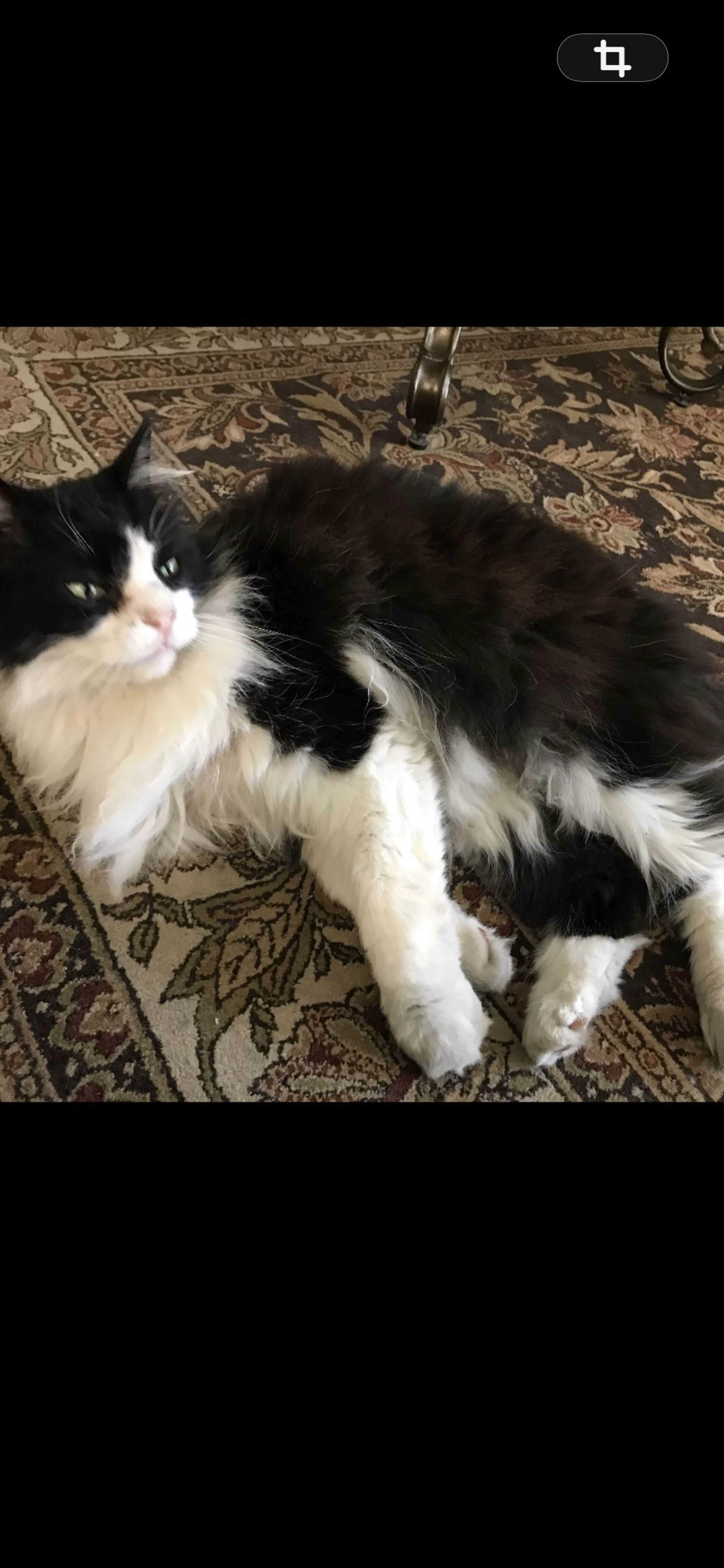 Lost pet-2