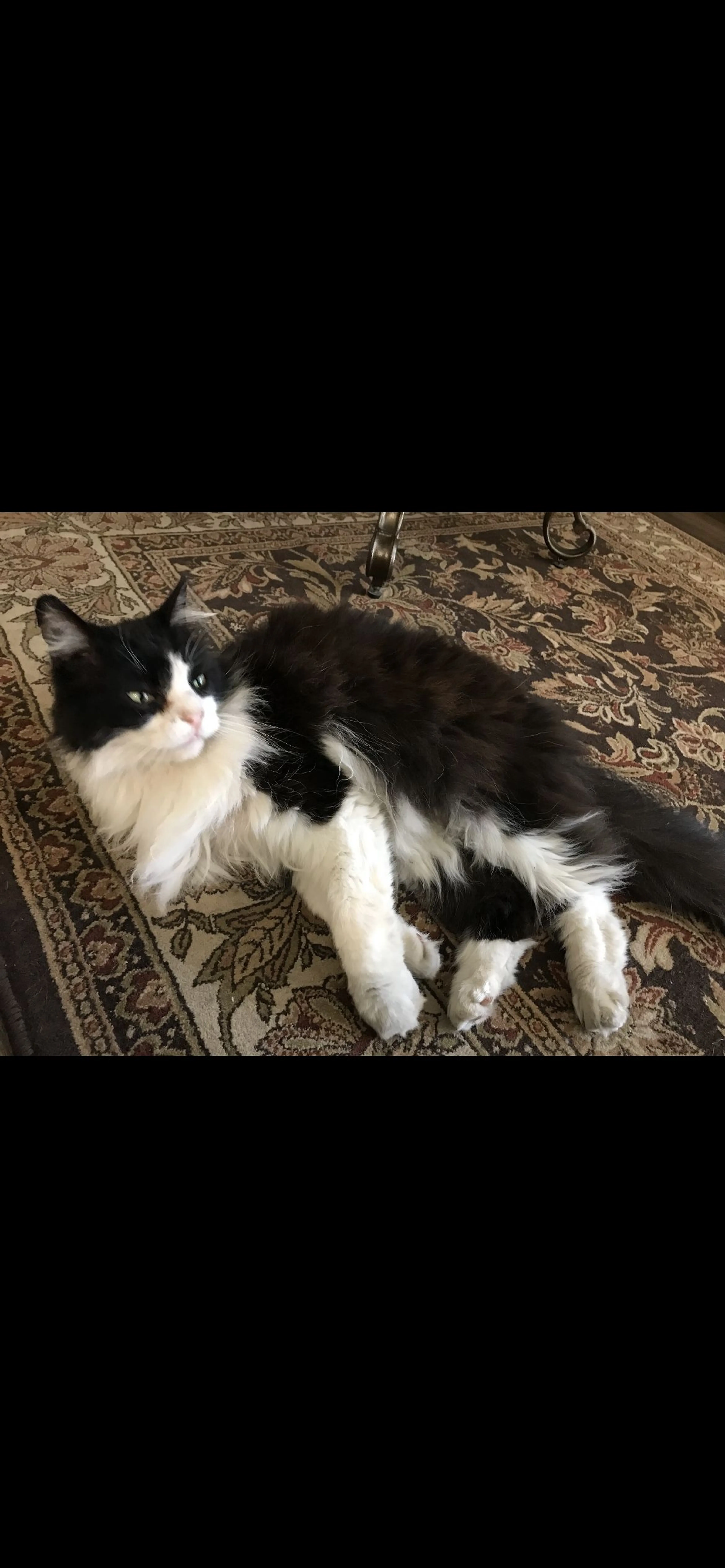 Lost pet-3