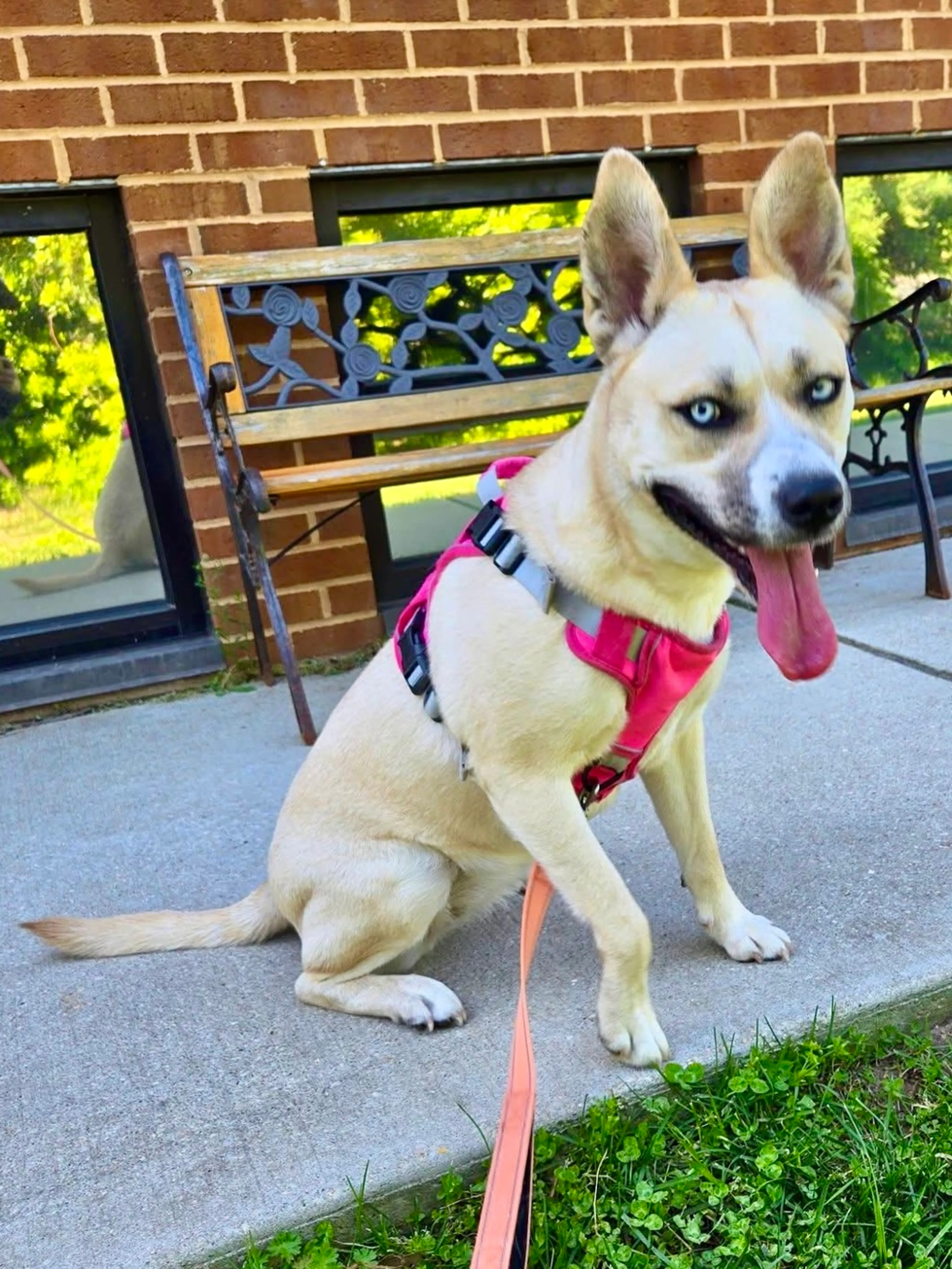 Found pet-4