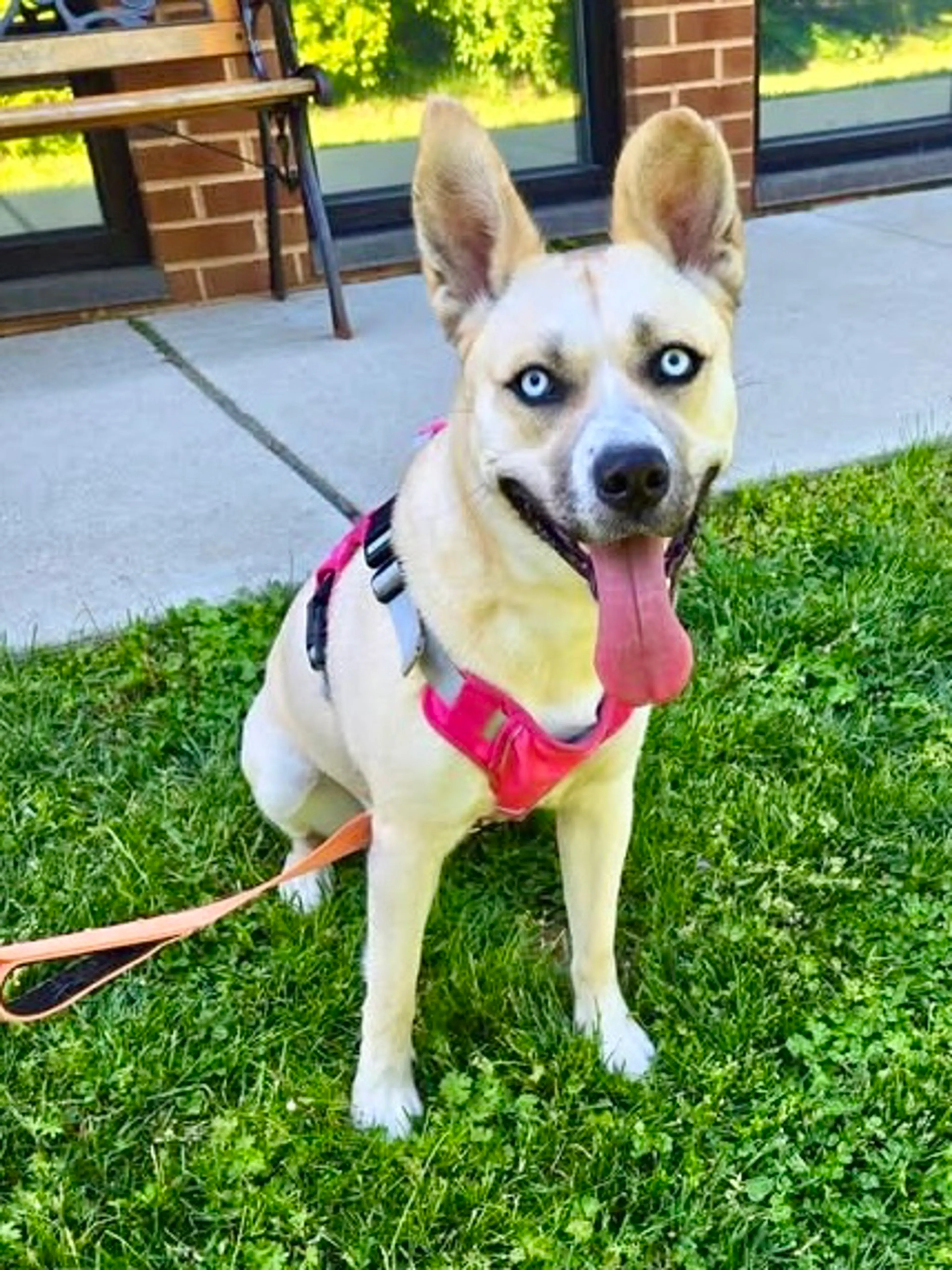 Found pet-5