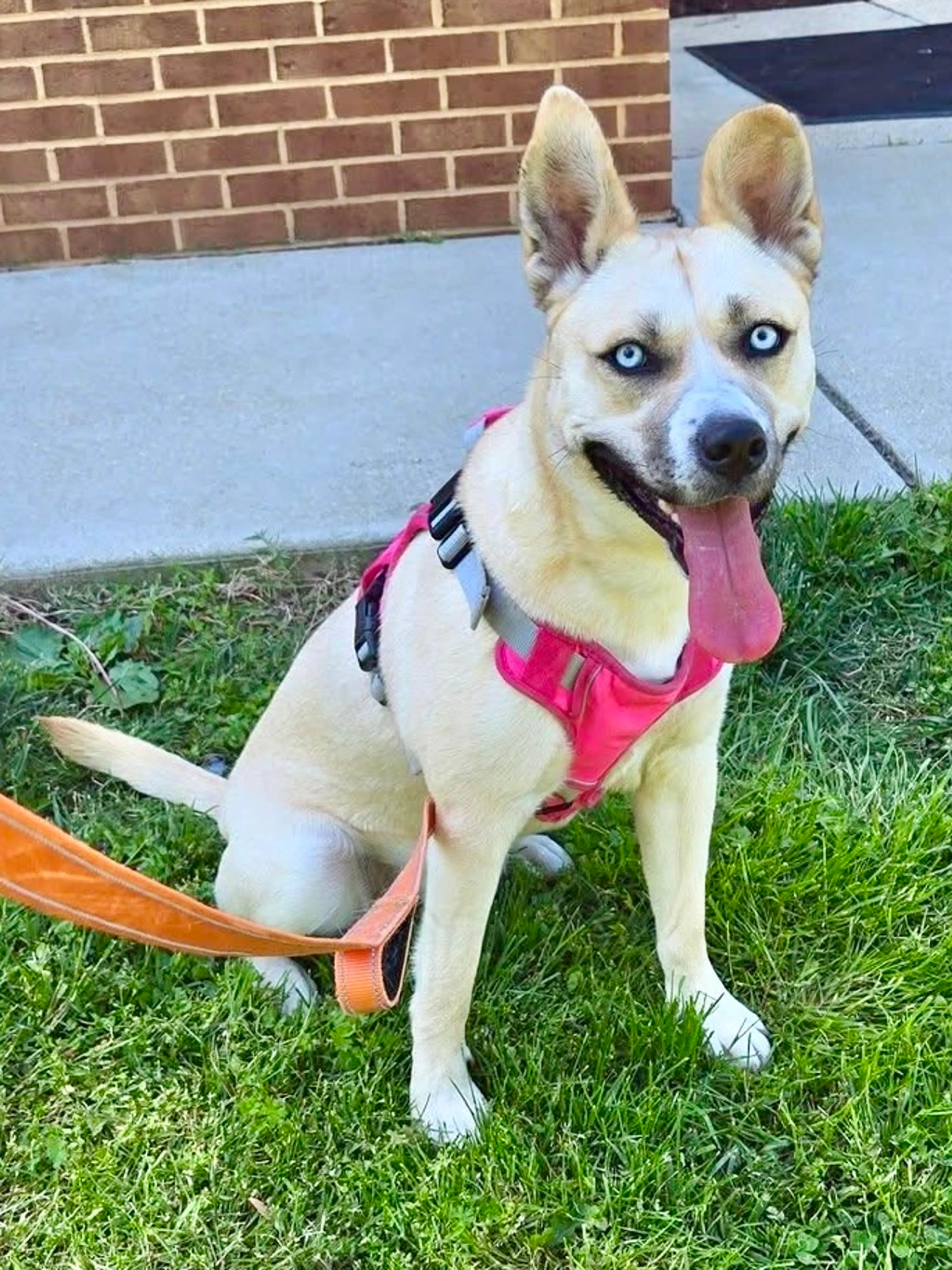 Found pet-6