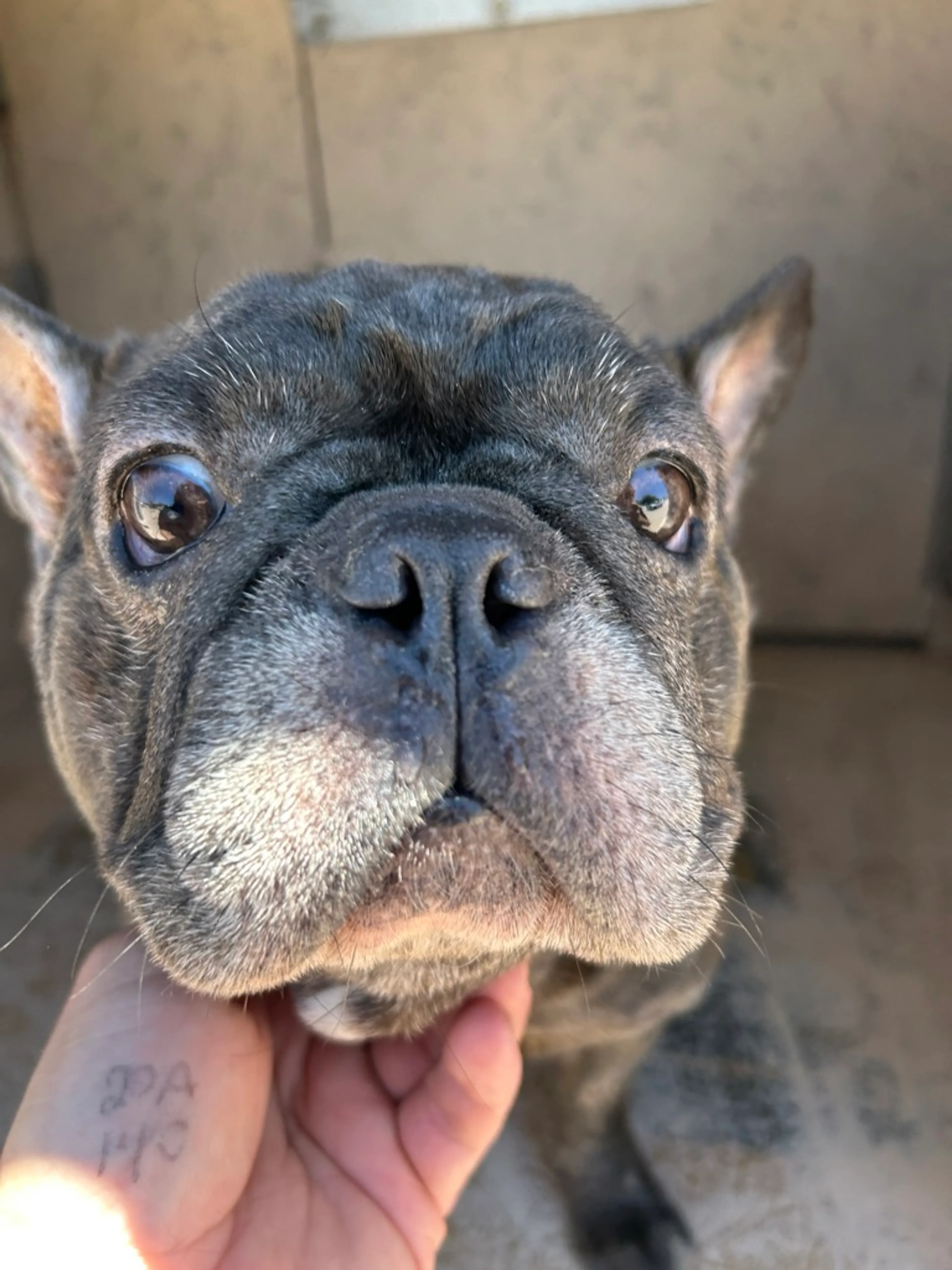 Found pet