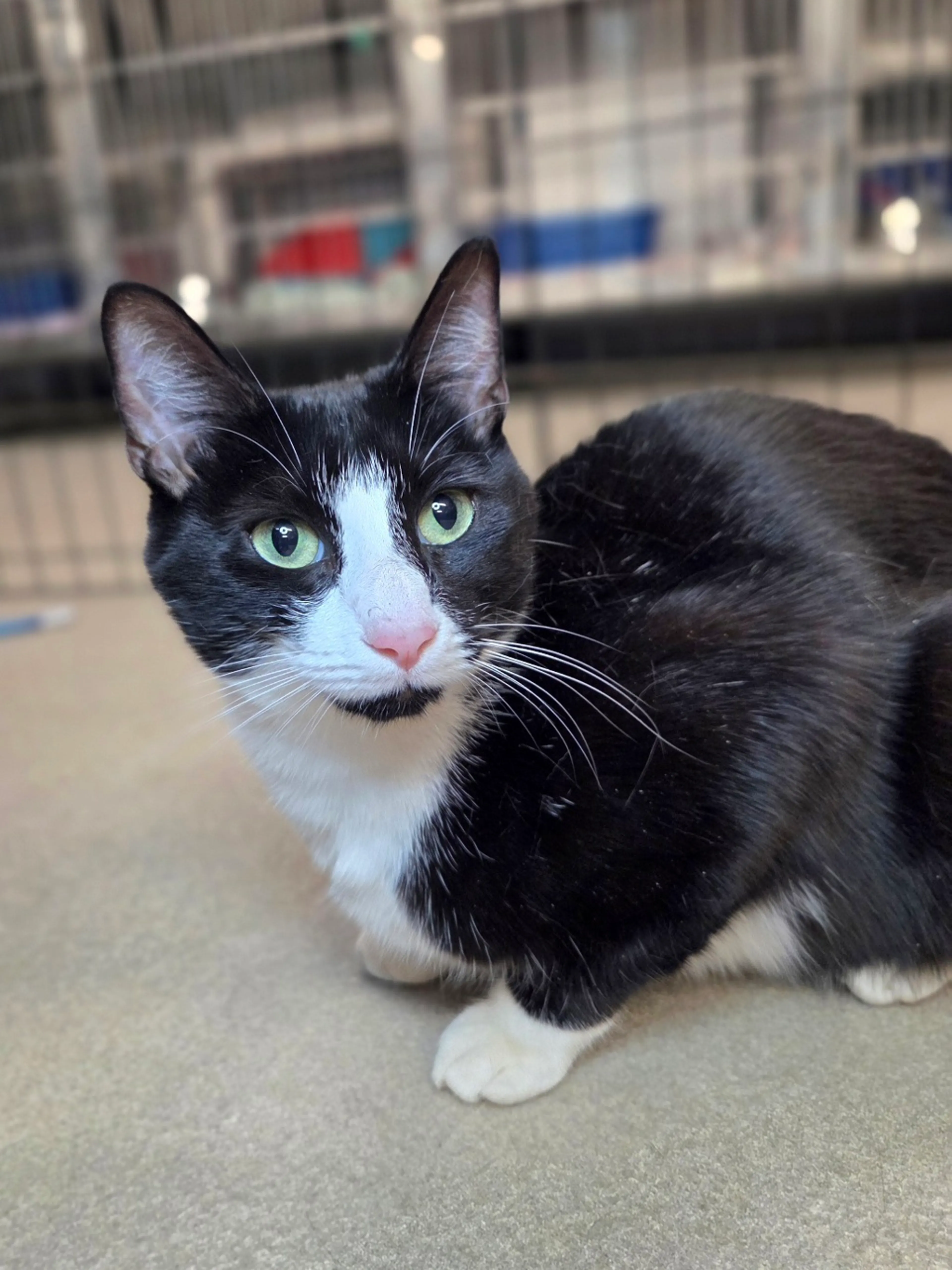 Found pet-1