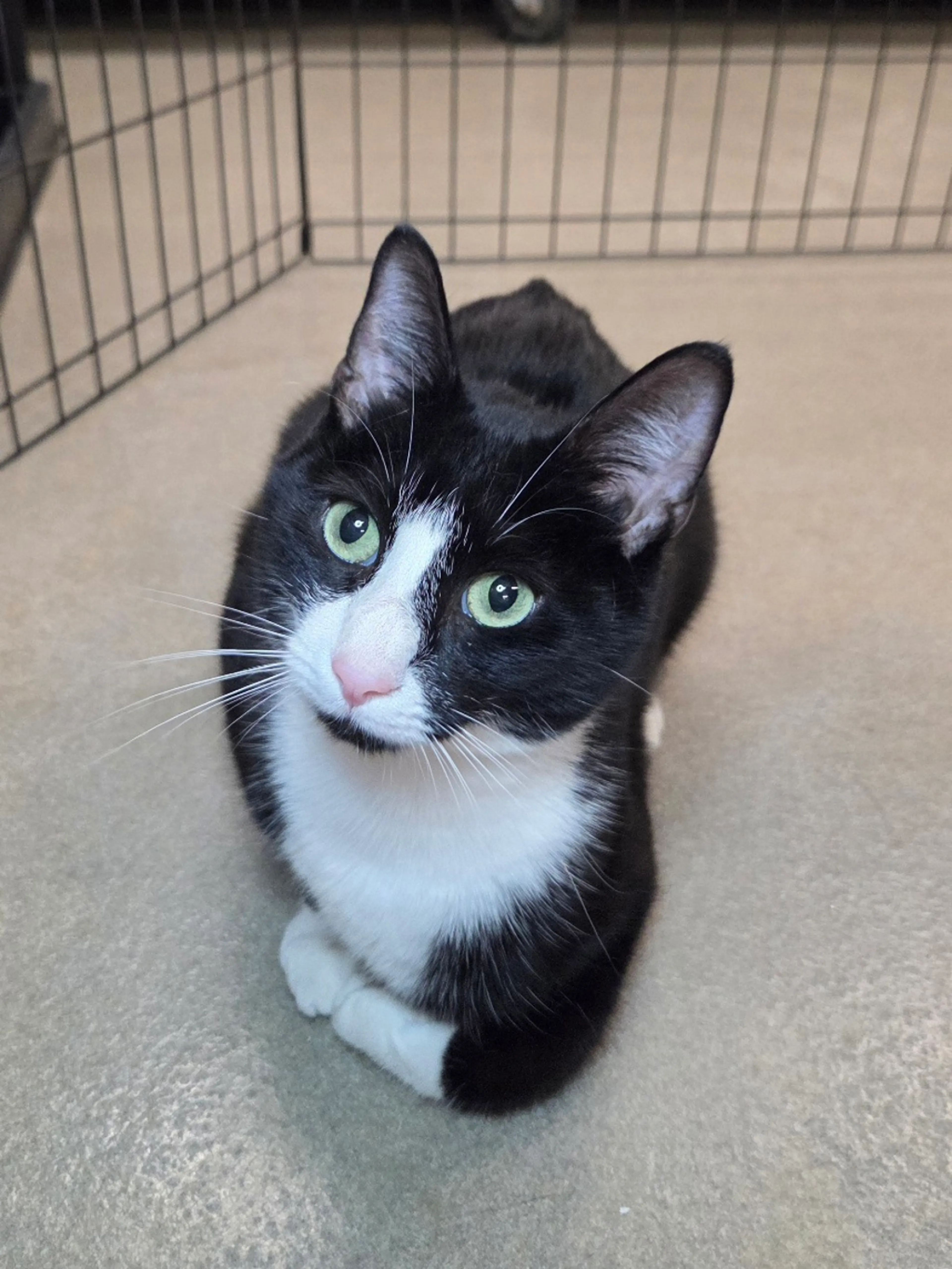 Found pet-2