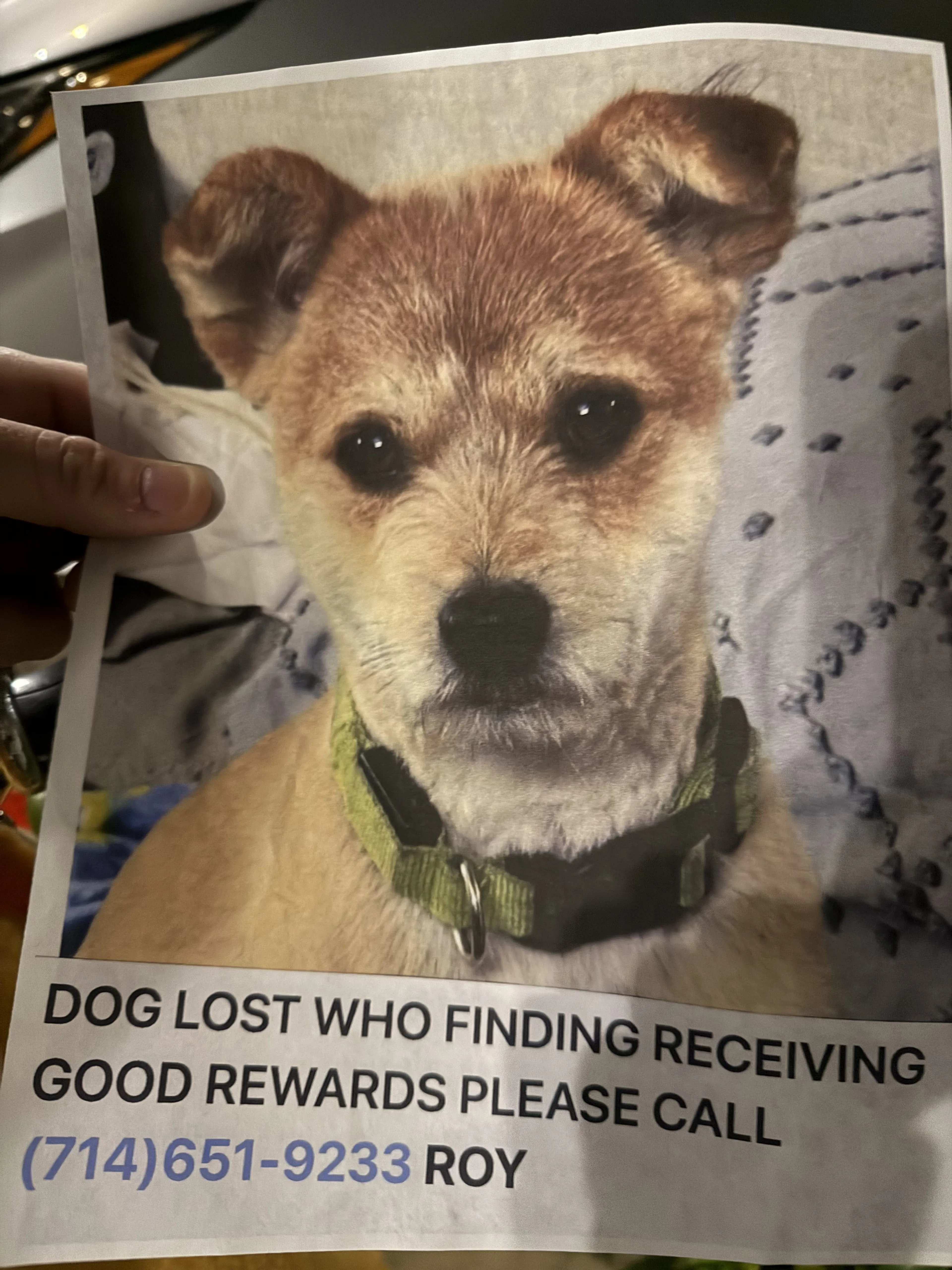 Lost pet
