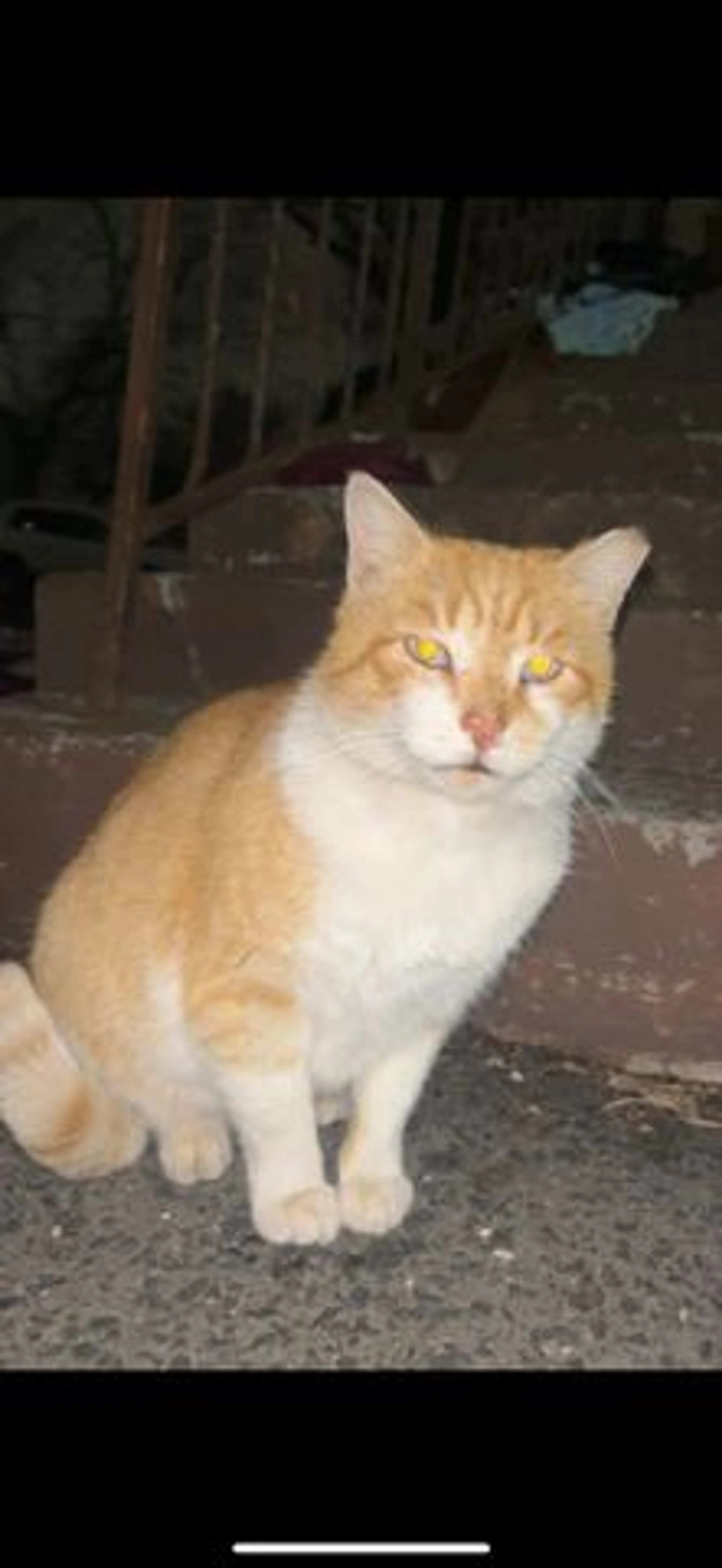 Lost pet