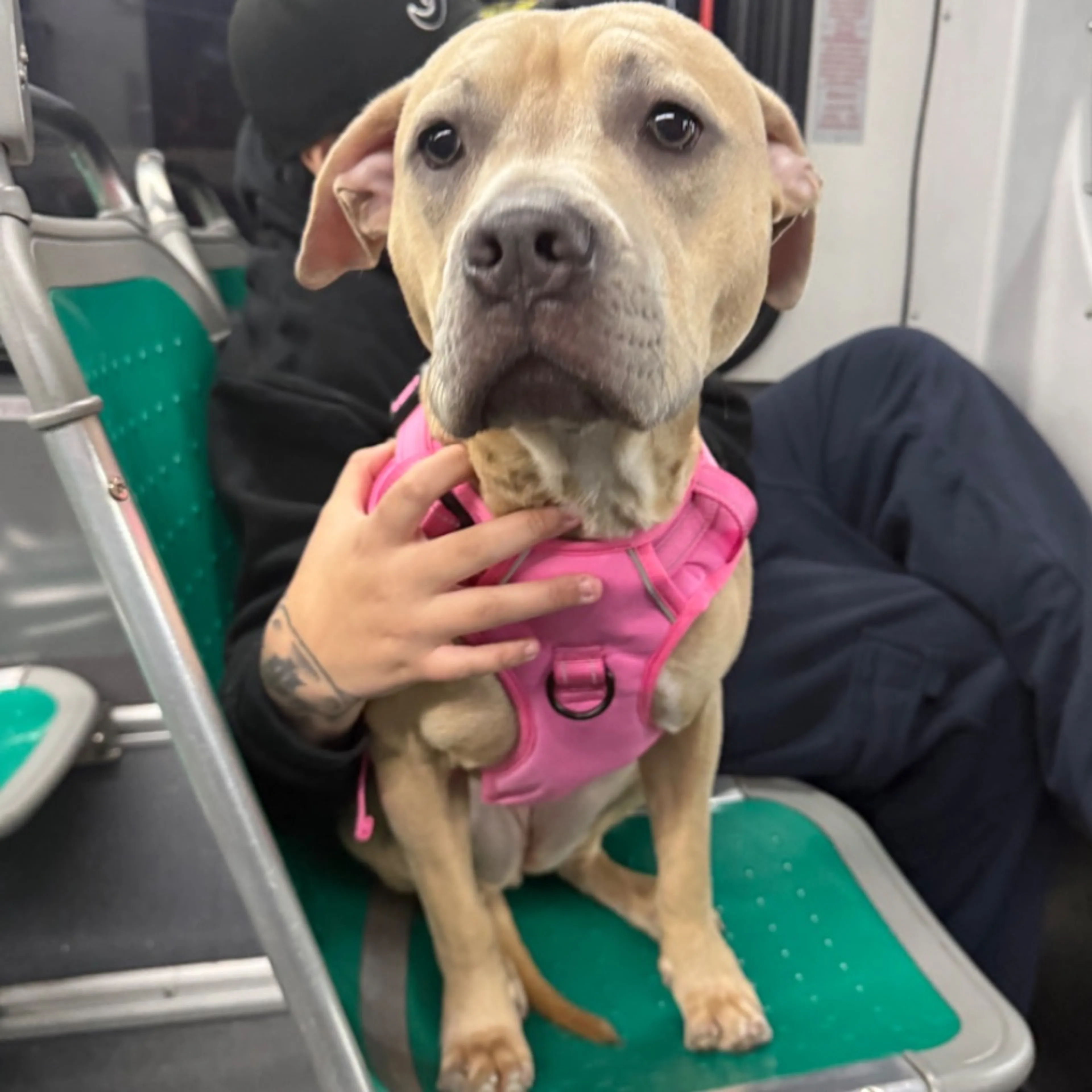 Lost pet
