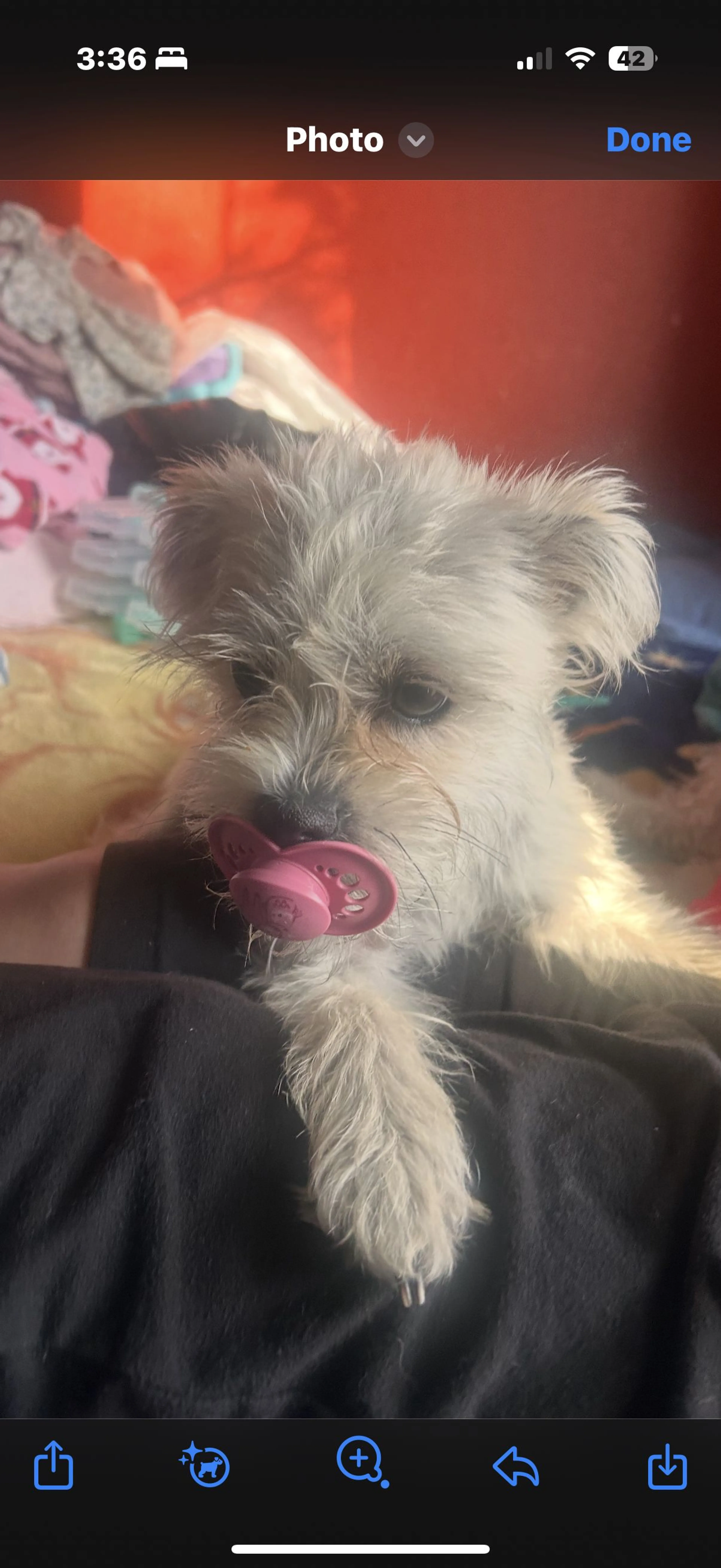 Lost pet