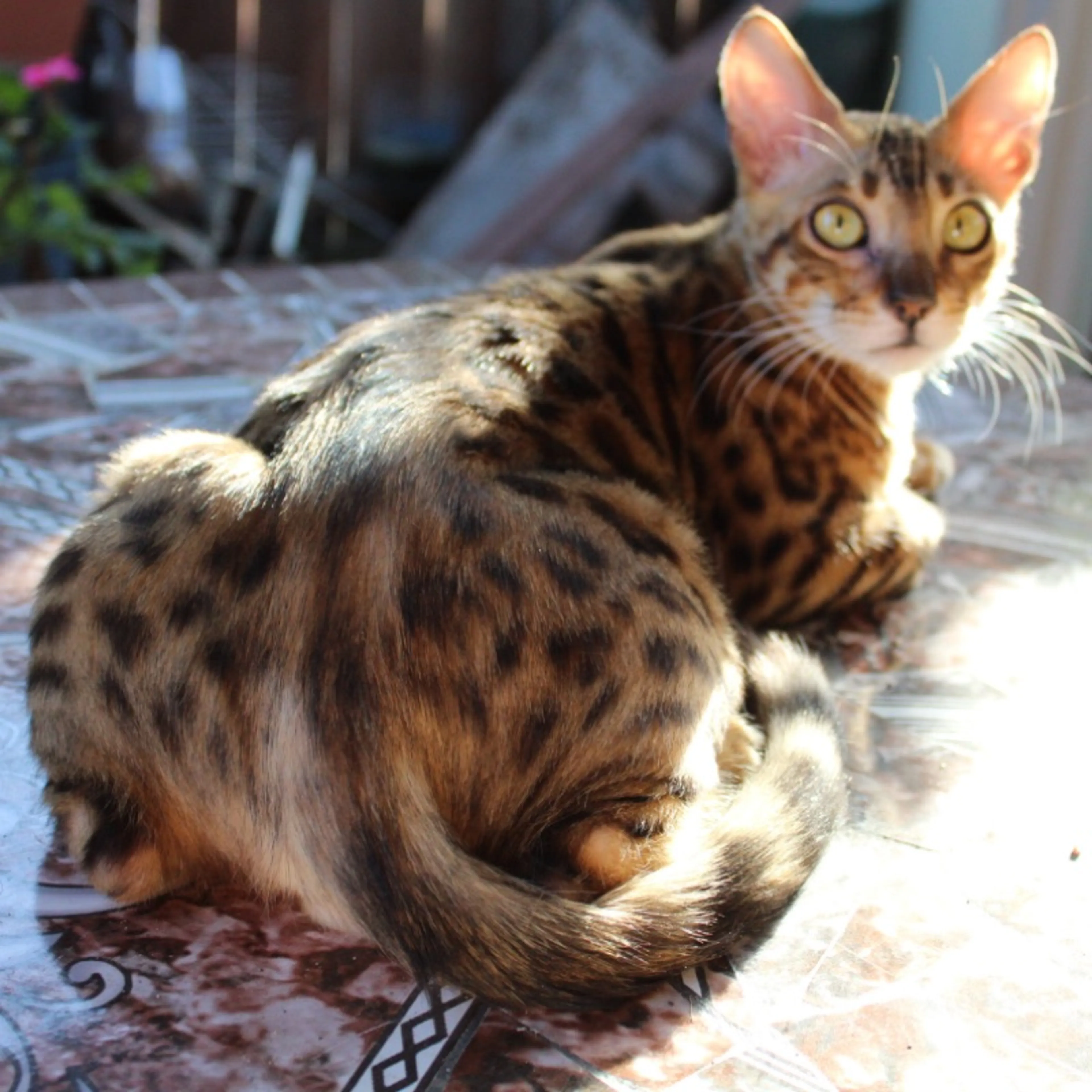 Lost pet-0