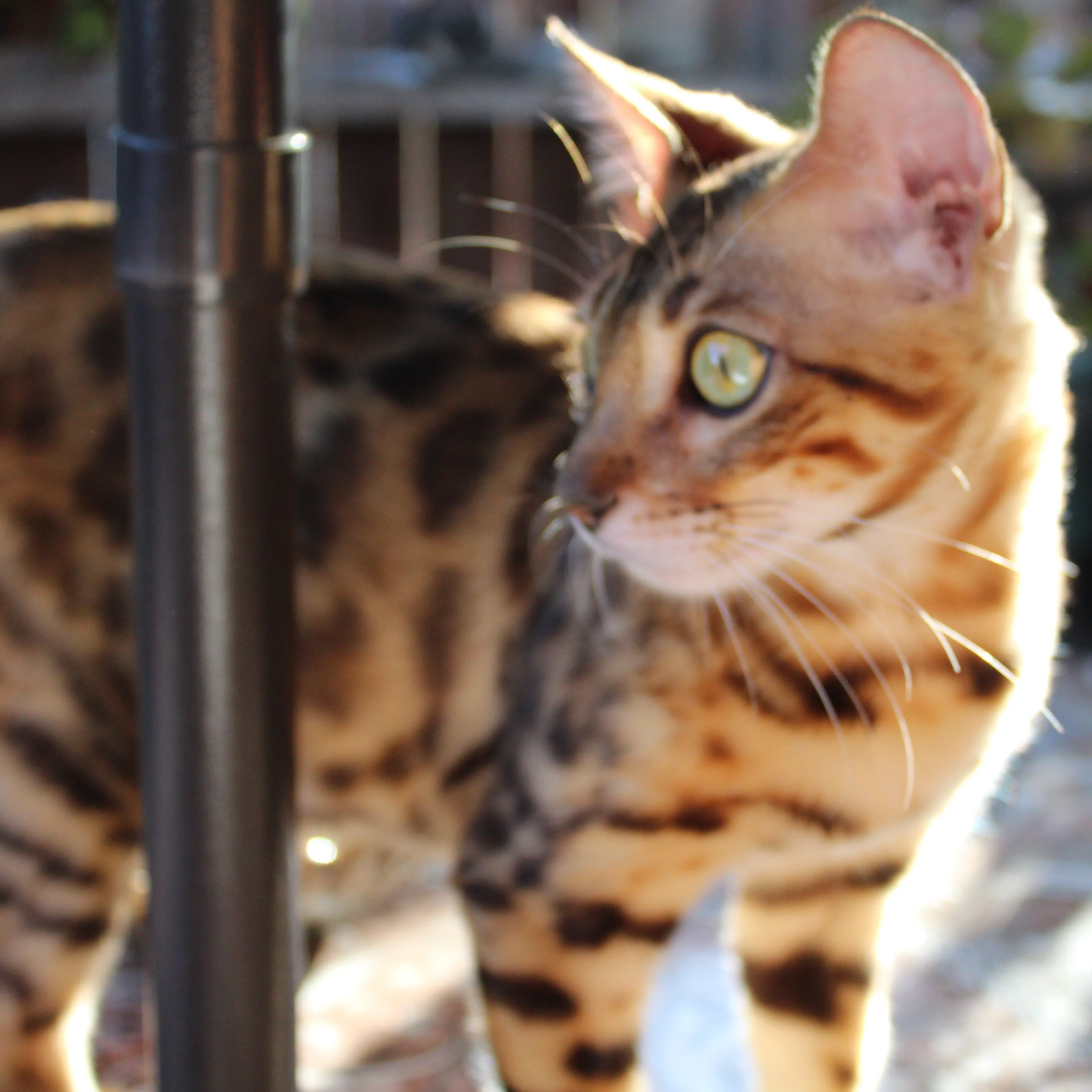 Lost pet-3